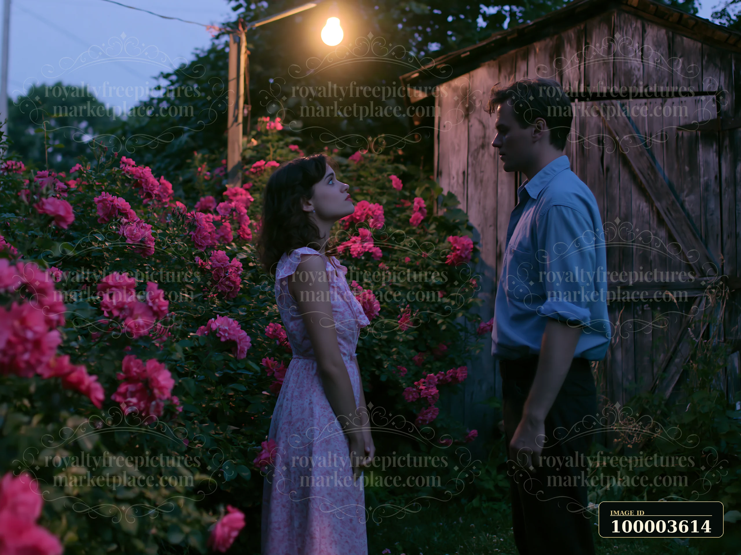A couple gazing at each other among moonlit roses stands in a garden with a wooden shed.