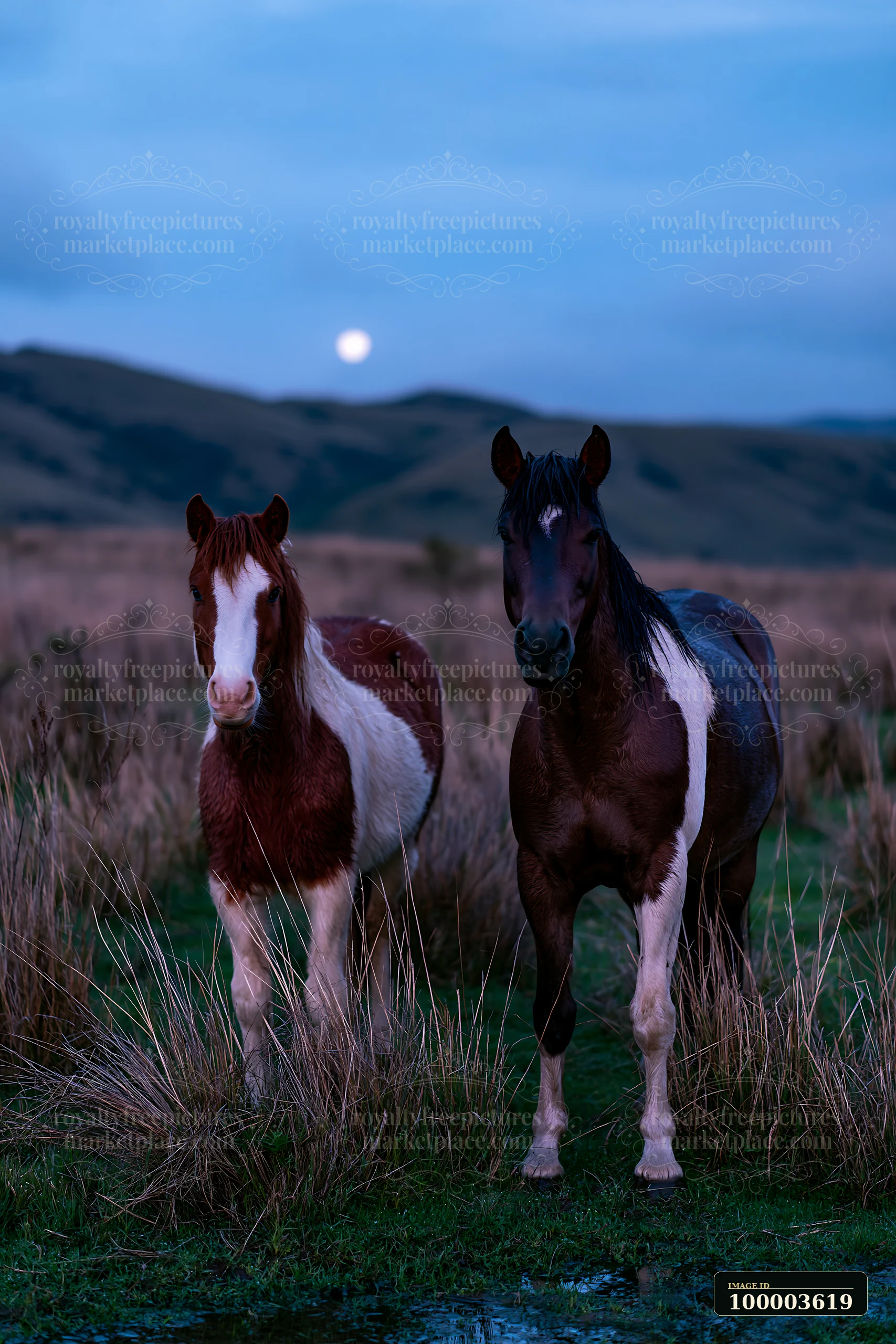 Two mustangs stand together on a grassland under a moonlit sky.