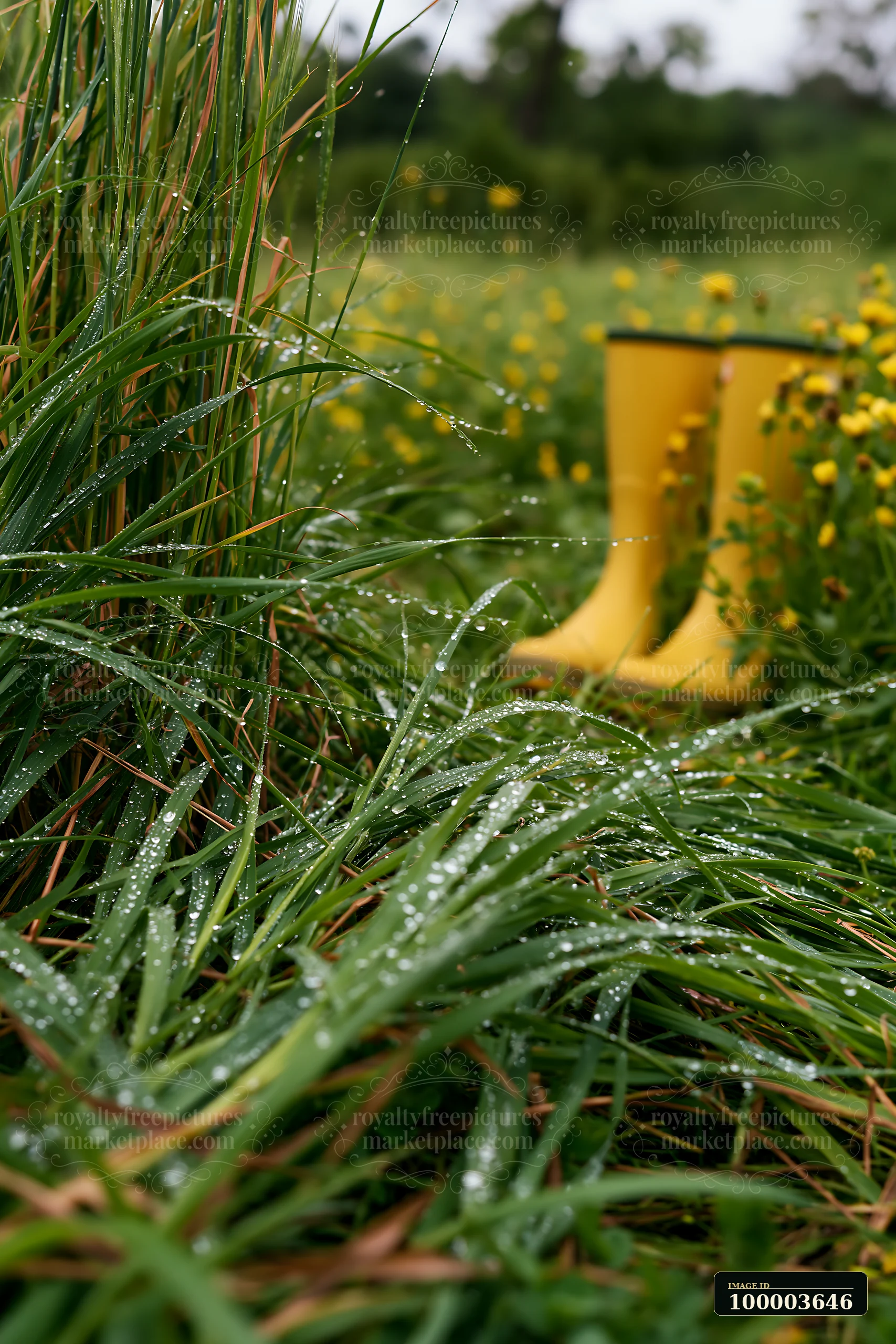 Dew-covered meadow grass surrounds yellow garden boots in a softly blurred flowering meadow.