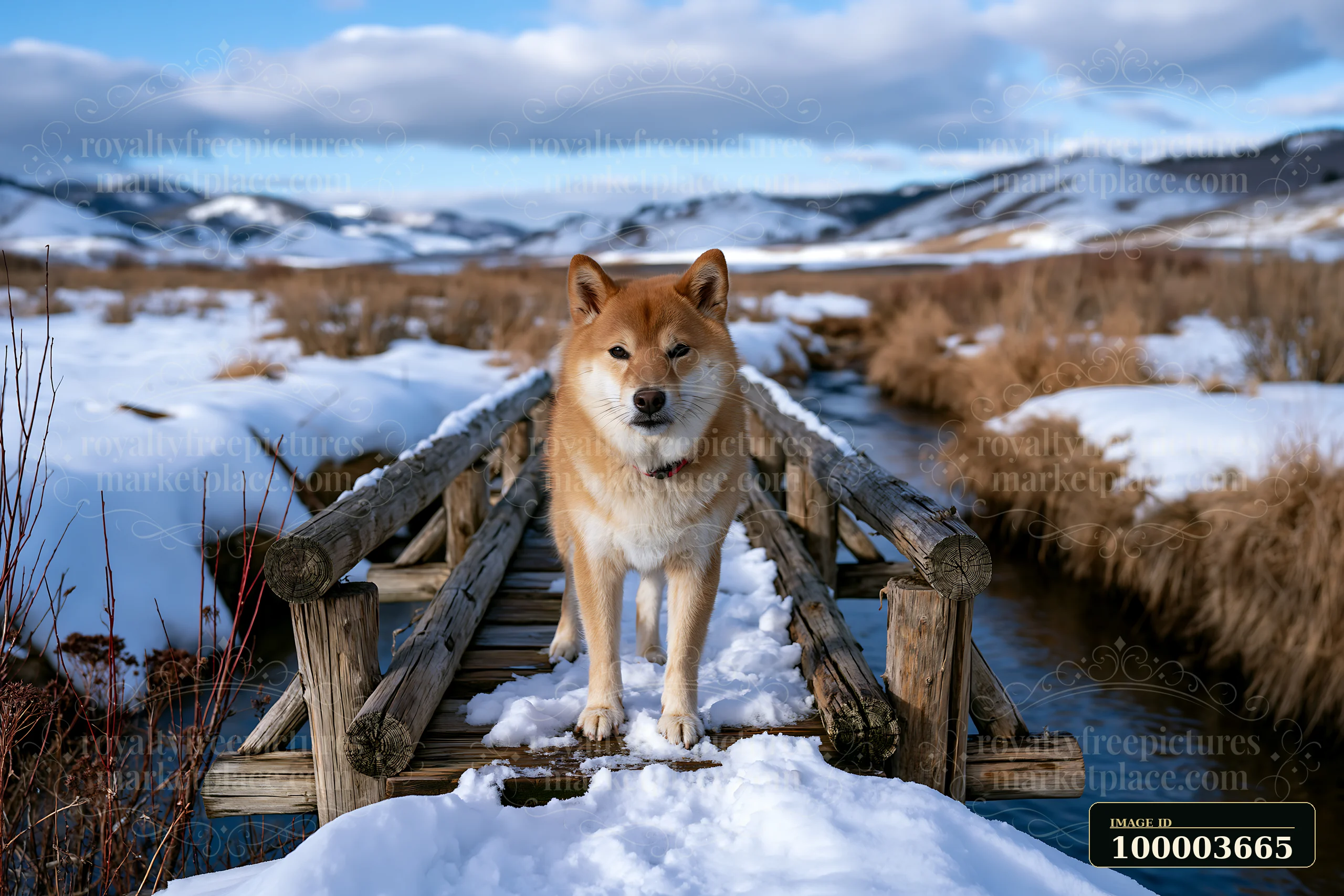 Shiba Inu stands on a snow-covered wooden bridge above a stream in a winter meadow with mountains behind.