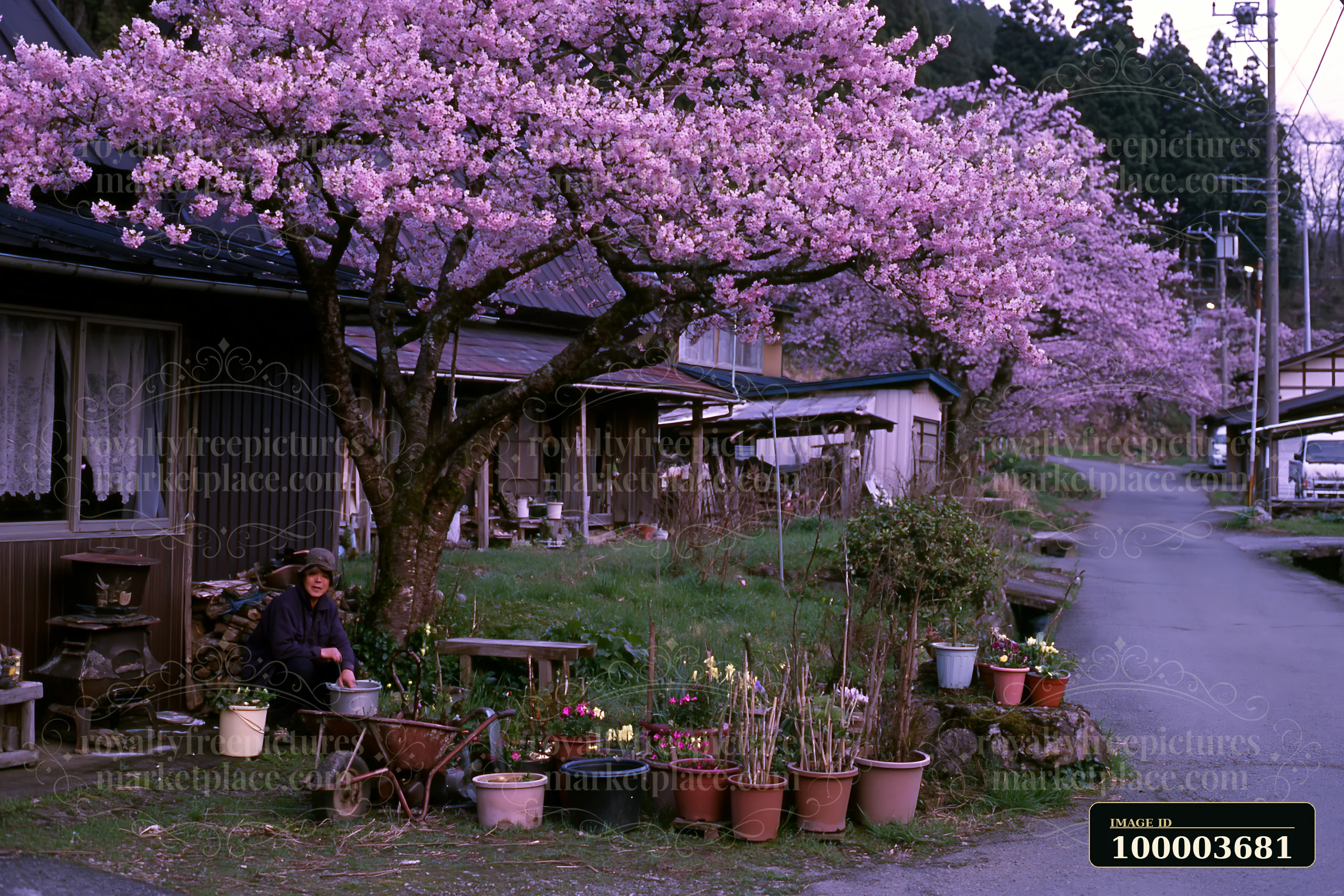 Blooming cherry trees line the road in a Japanese village, where a person sits by flower pots.