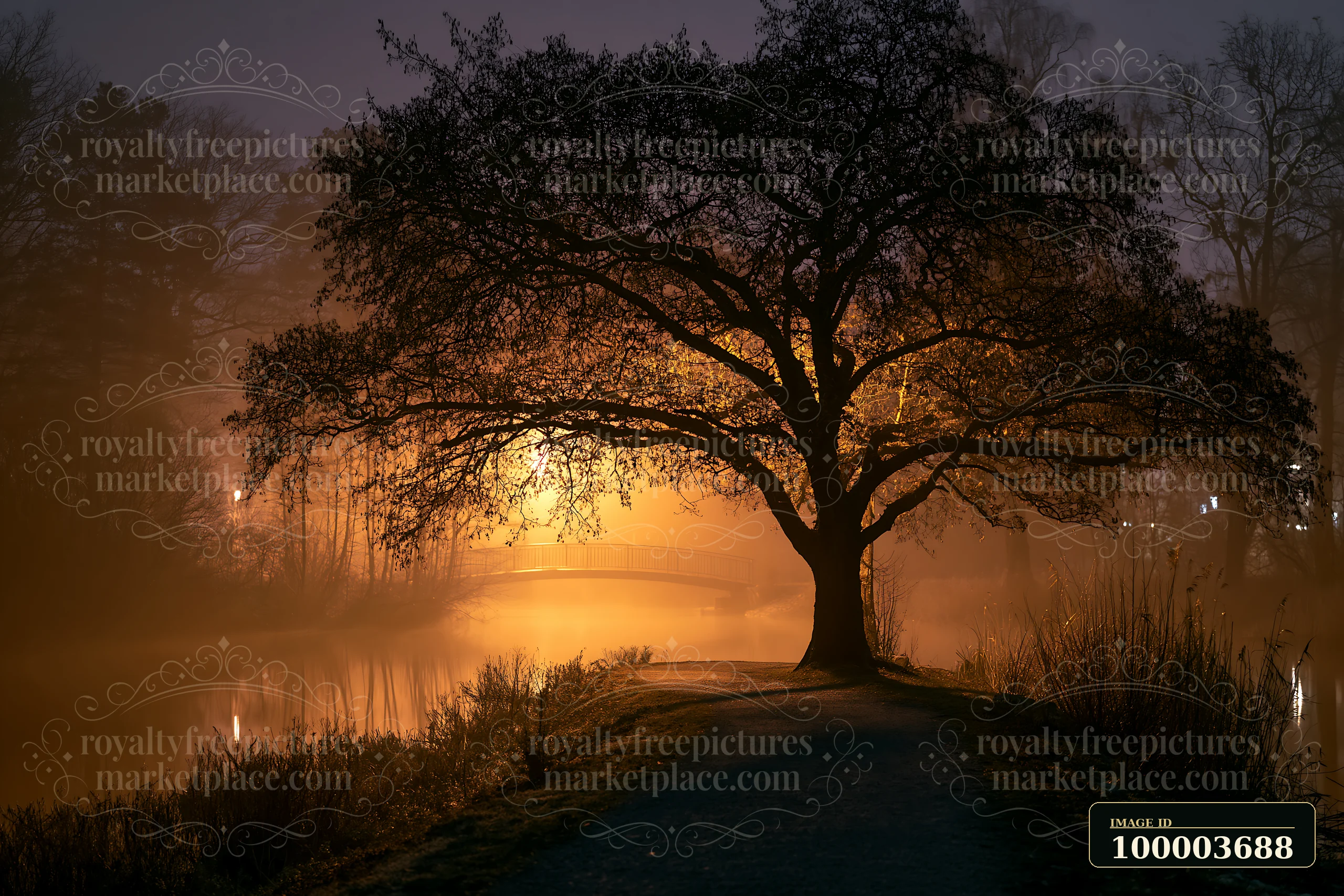 A large solitary tree stands illuminated by soft light near a calm waterway.