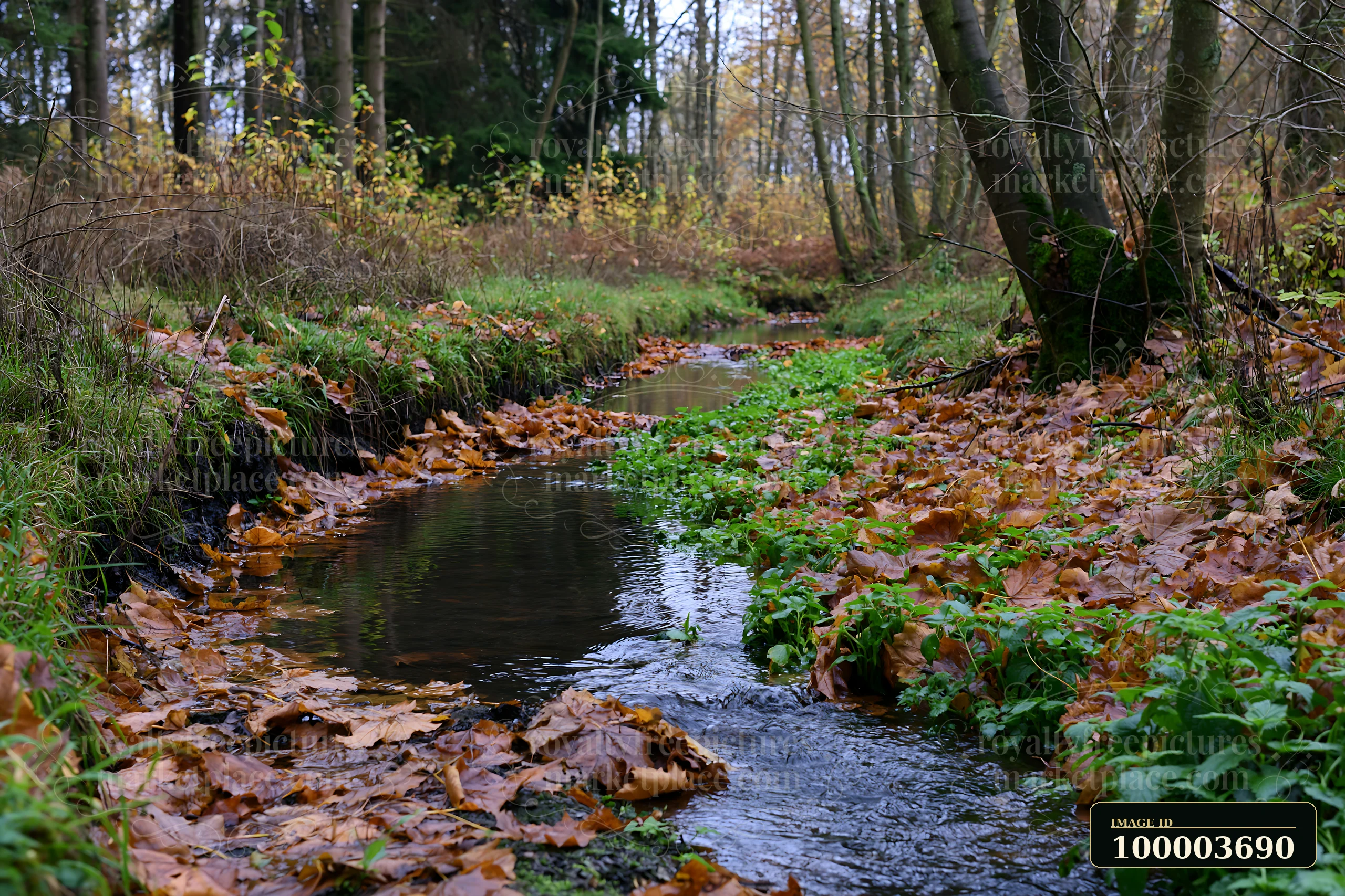 A woodland watercourse flows through a forest with fallen leaves and green vegetation along its banks.