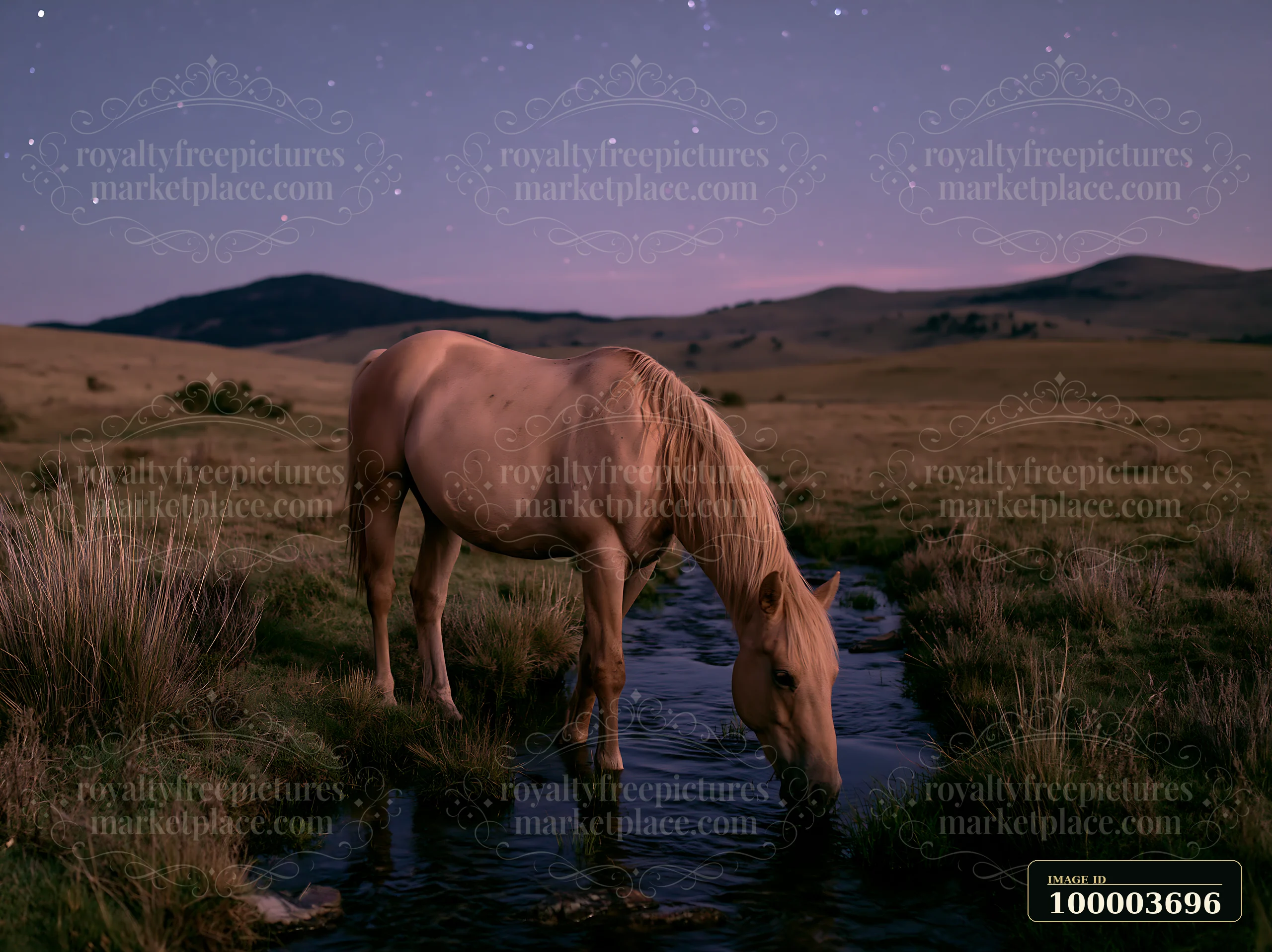 A horse drinks from a stream while surrounded by grassland under a starry sky.