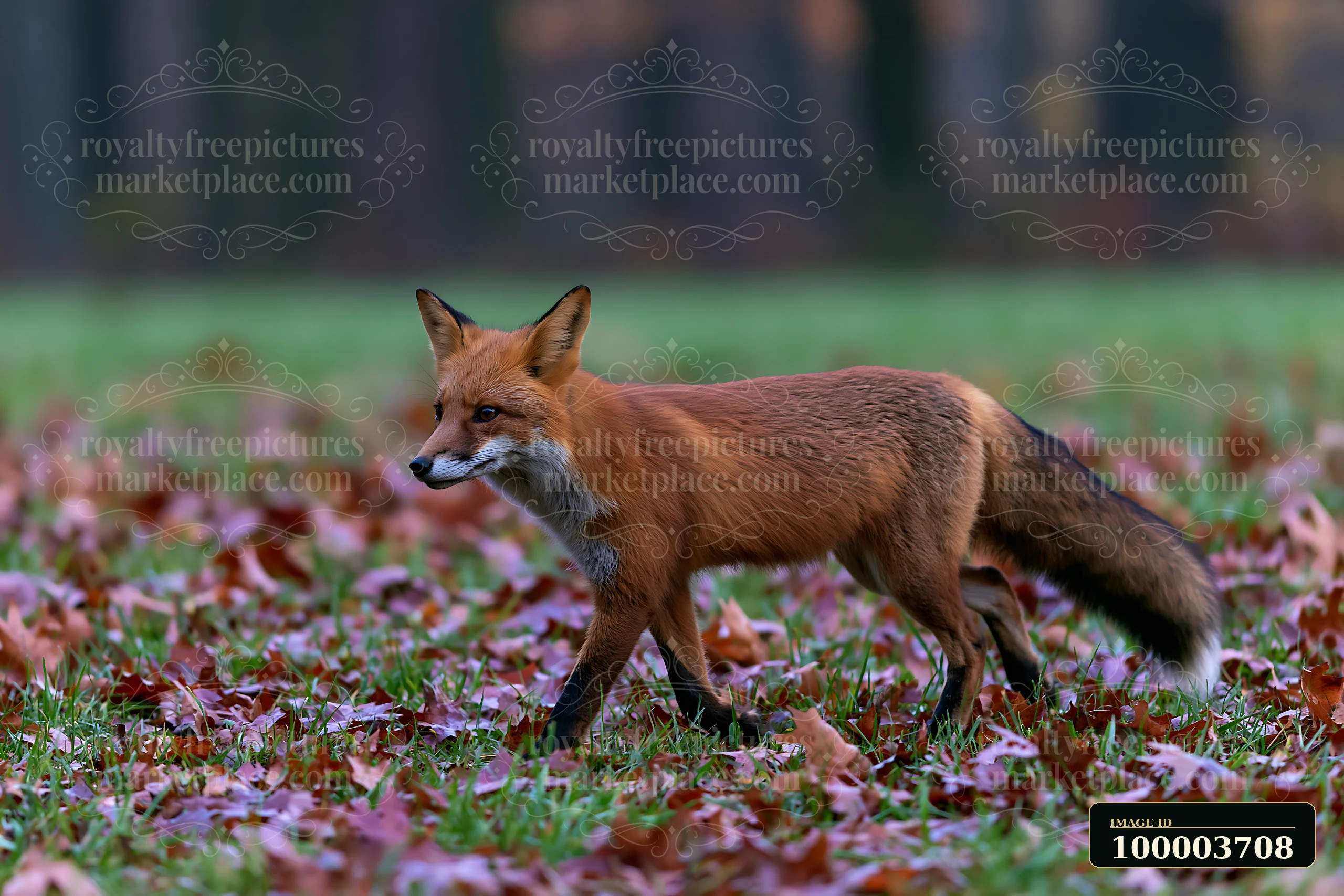 A fox walks through a meadow covered in fallen leaves.
