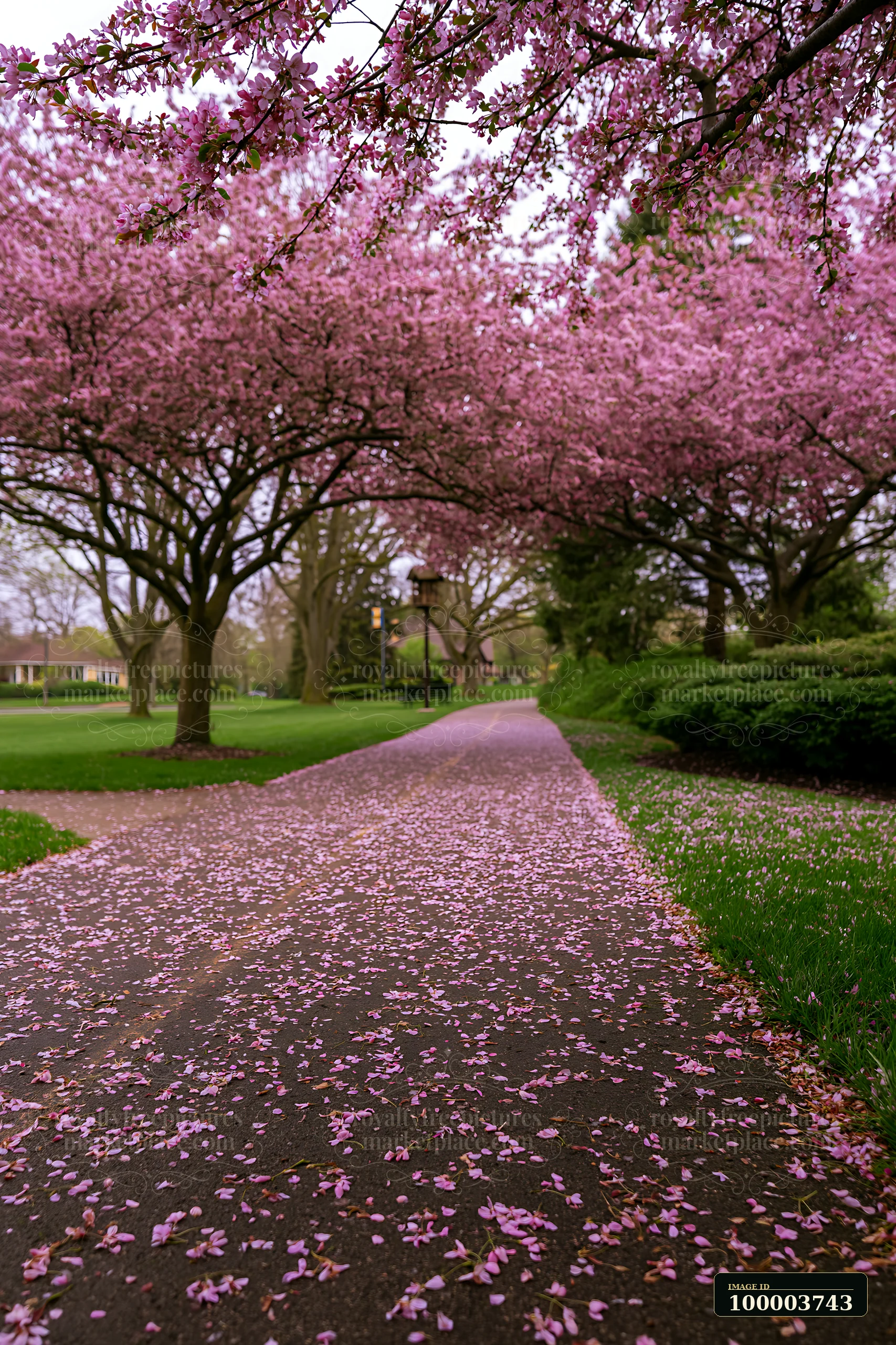 Pink flowering trees arch over a paved bicycle path covered with fallen petals in a landscaped park.