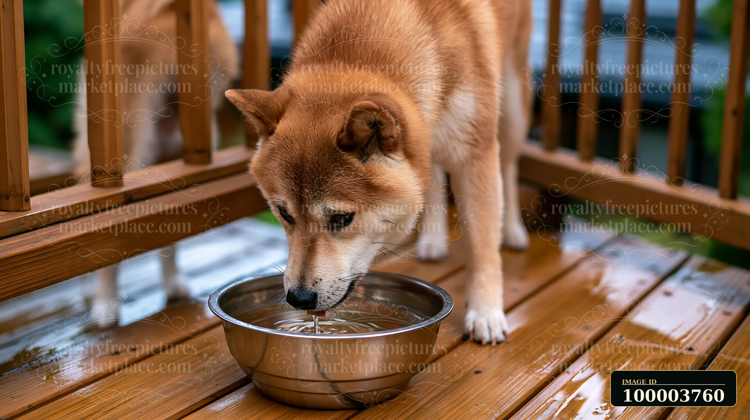 A Shiba Inu stands on a wooden deck and drinks water from a metal bowl.