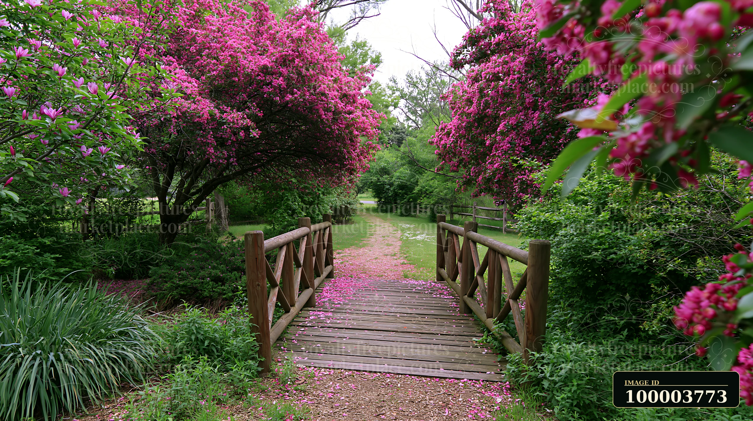 Flowering trees line a wooden bridge path, their petals forming a colorful layer on the ground.