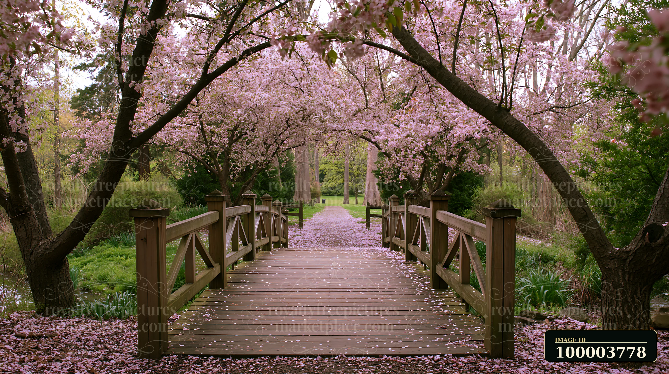 Flowering trees line a wooden bridge, with petals covering the path below.