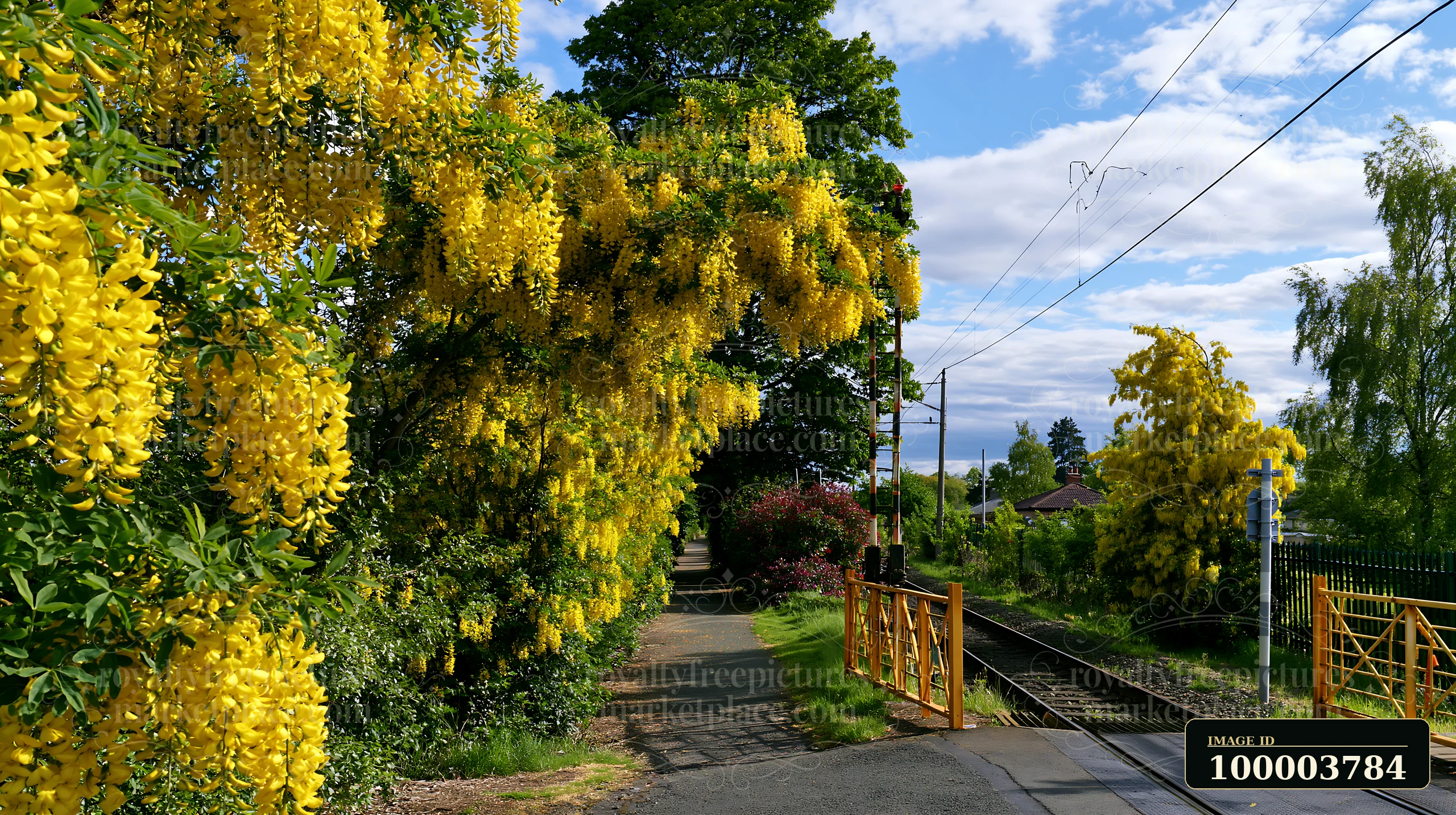 Yellow laburnum trees in full bloom line a walking path next to a railway.