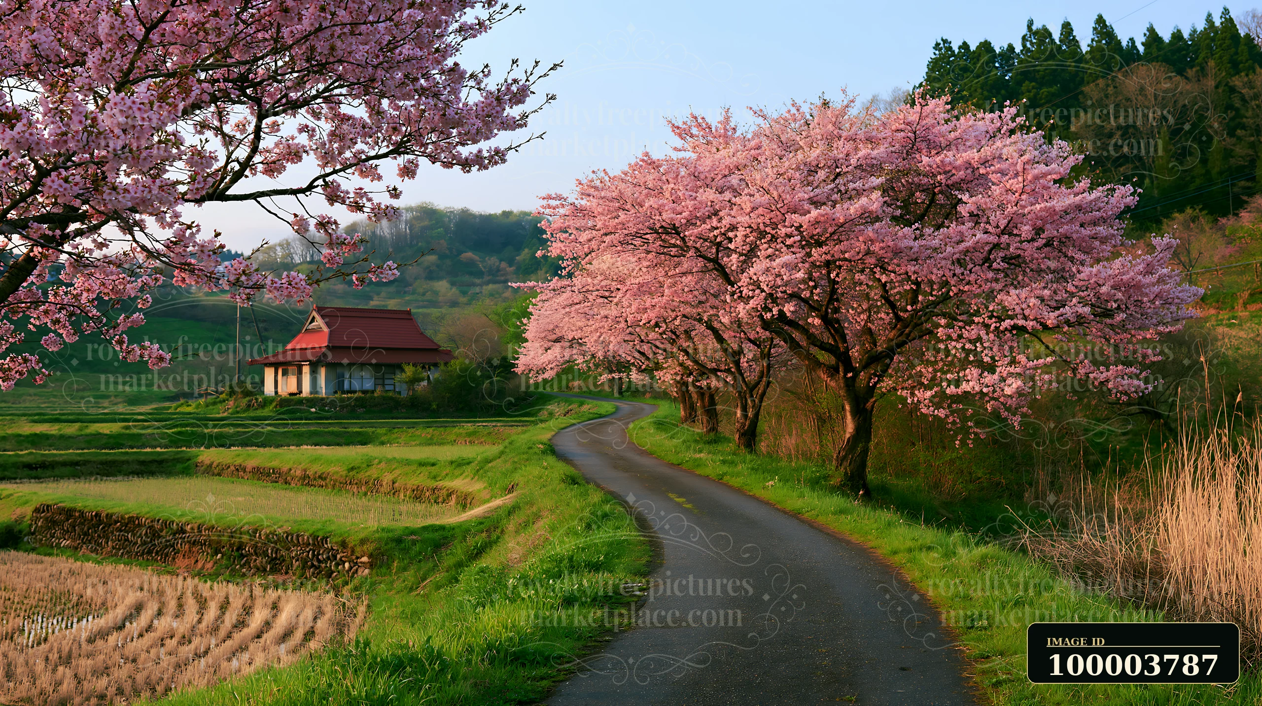 Pink cherry trees line a winding rural road beside rice fields and a traditional house in Japan.