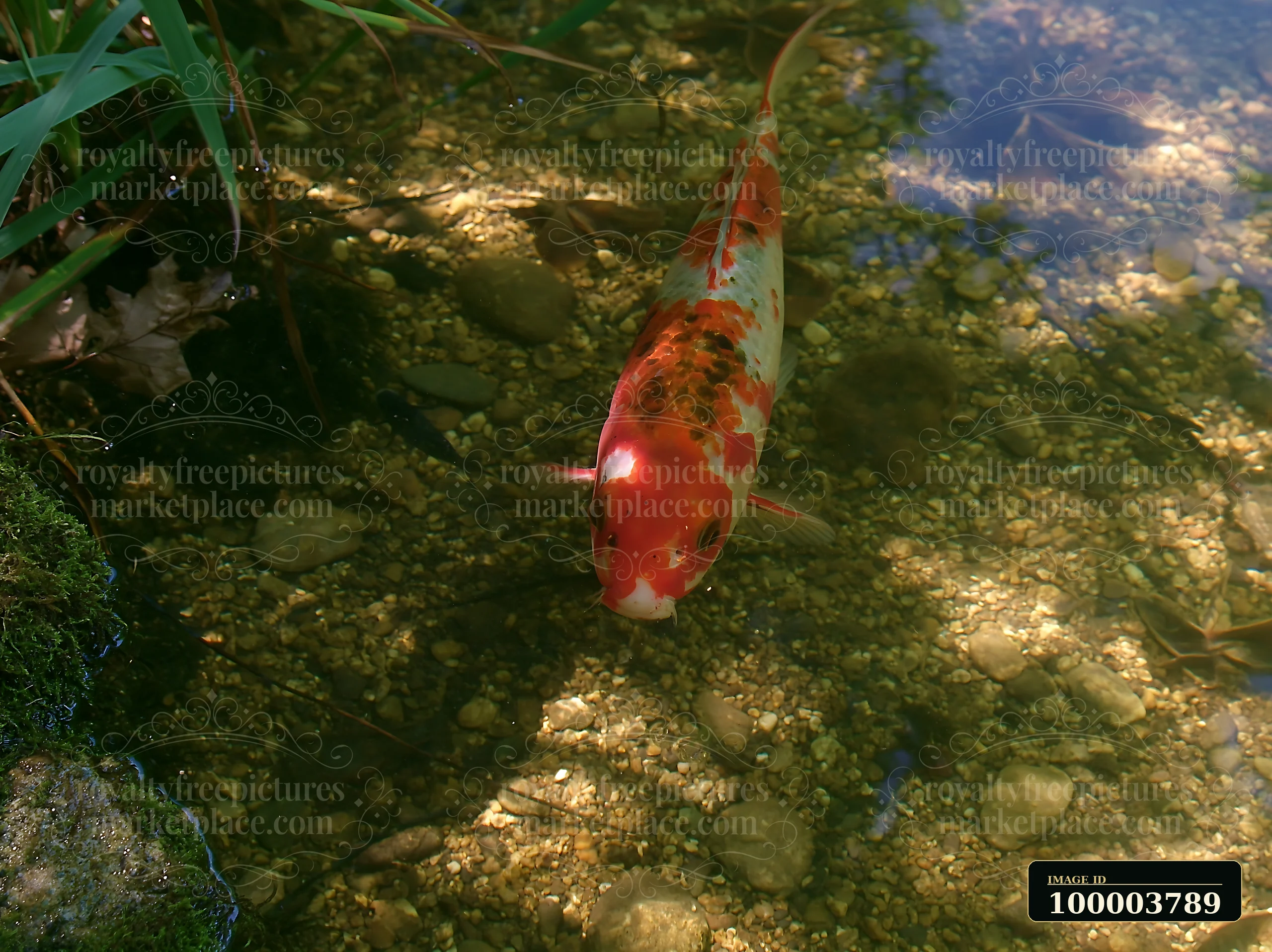 A koi fish swims through clear water in a small pond surrounded by stones and greenery.