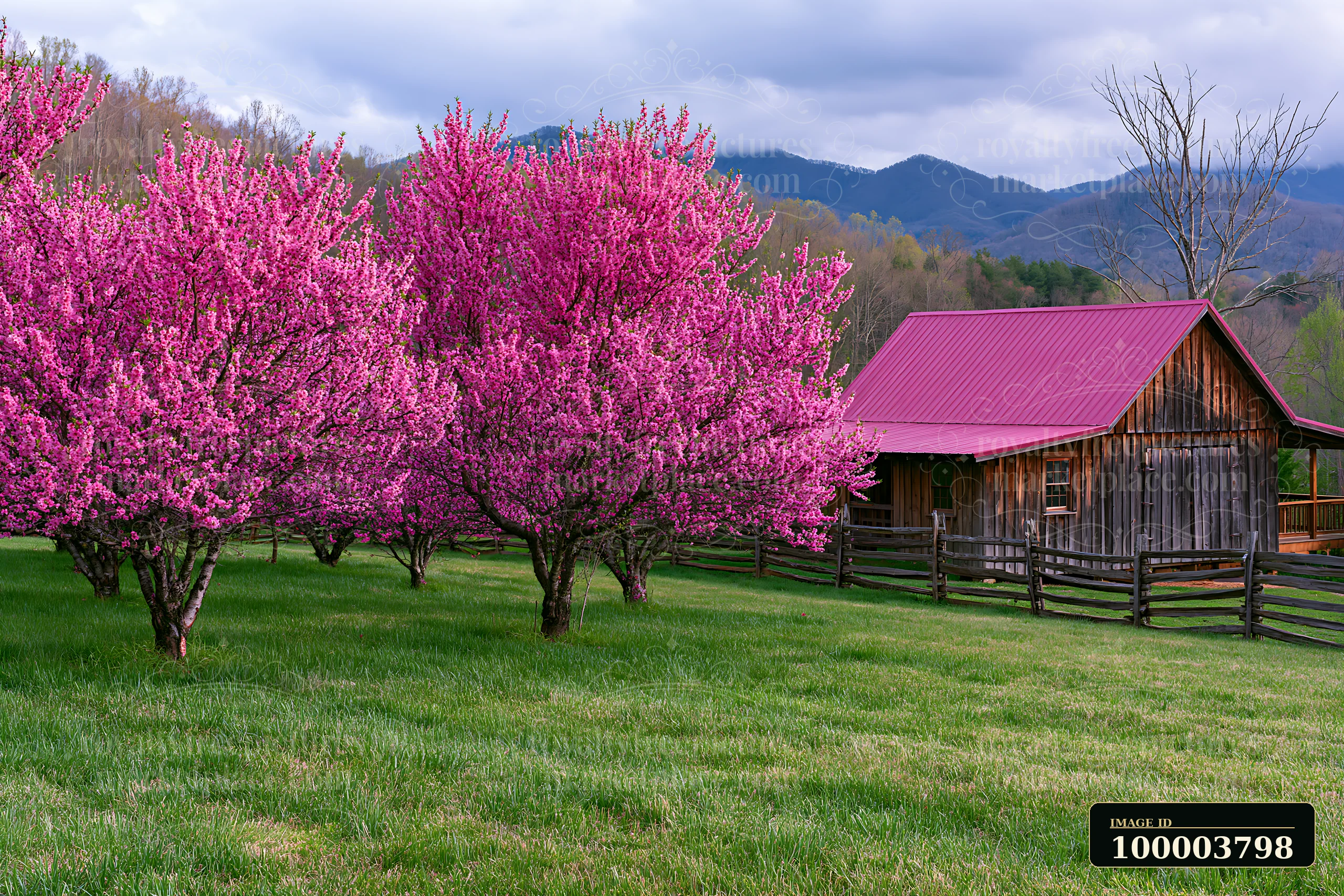 Bright pink blossoms cover peach trees in a green field near a wooden barn.