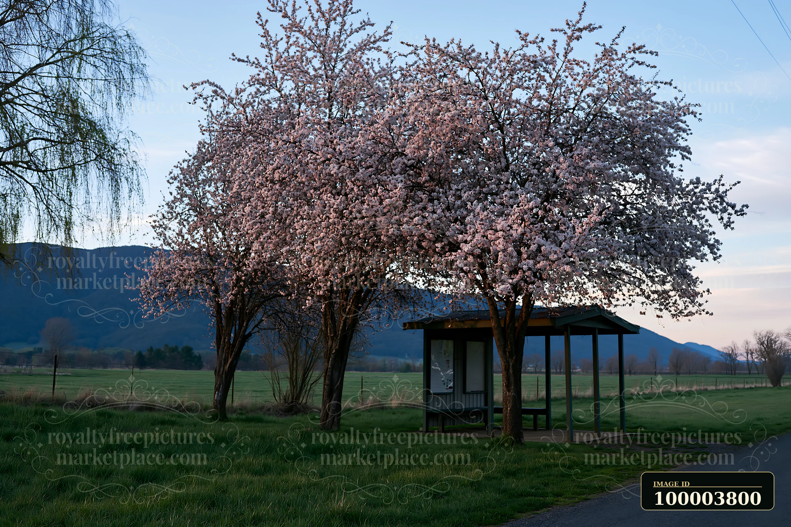 Two blooming trees stand next to a small shelter along a path in a green field with mountains in the background during twilight.