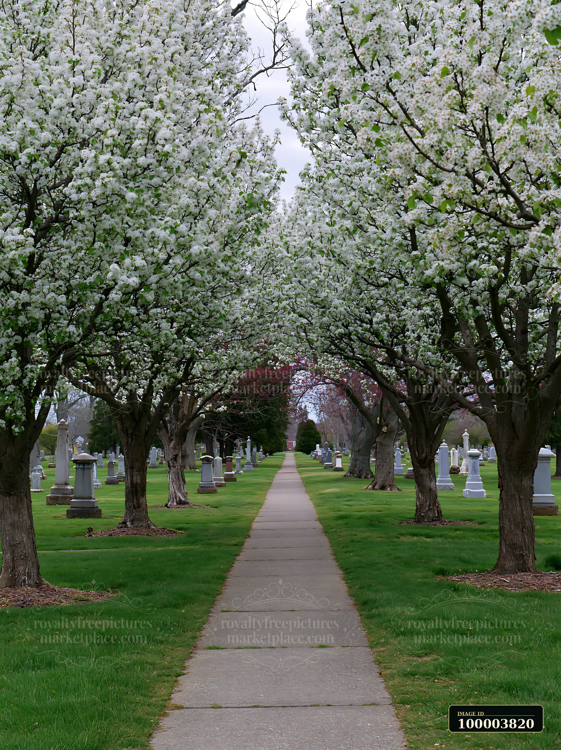 Flowering ornamental pear trees form a canopy over a cemetery pathway lined with gravestones.