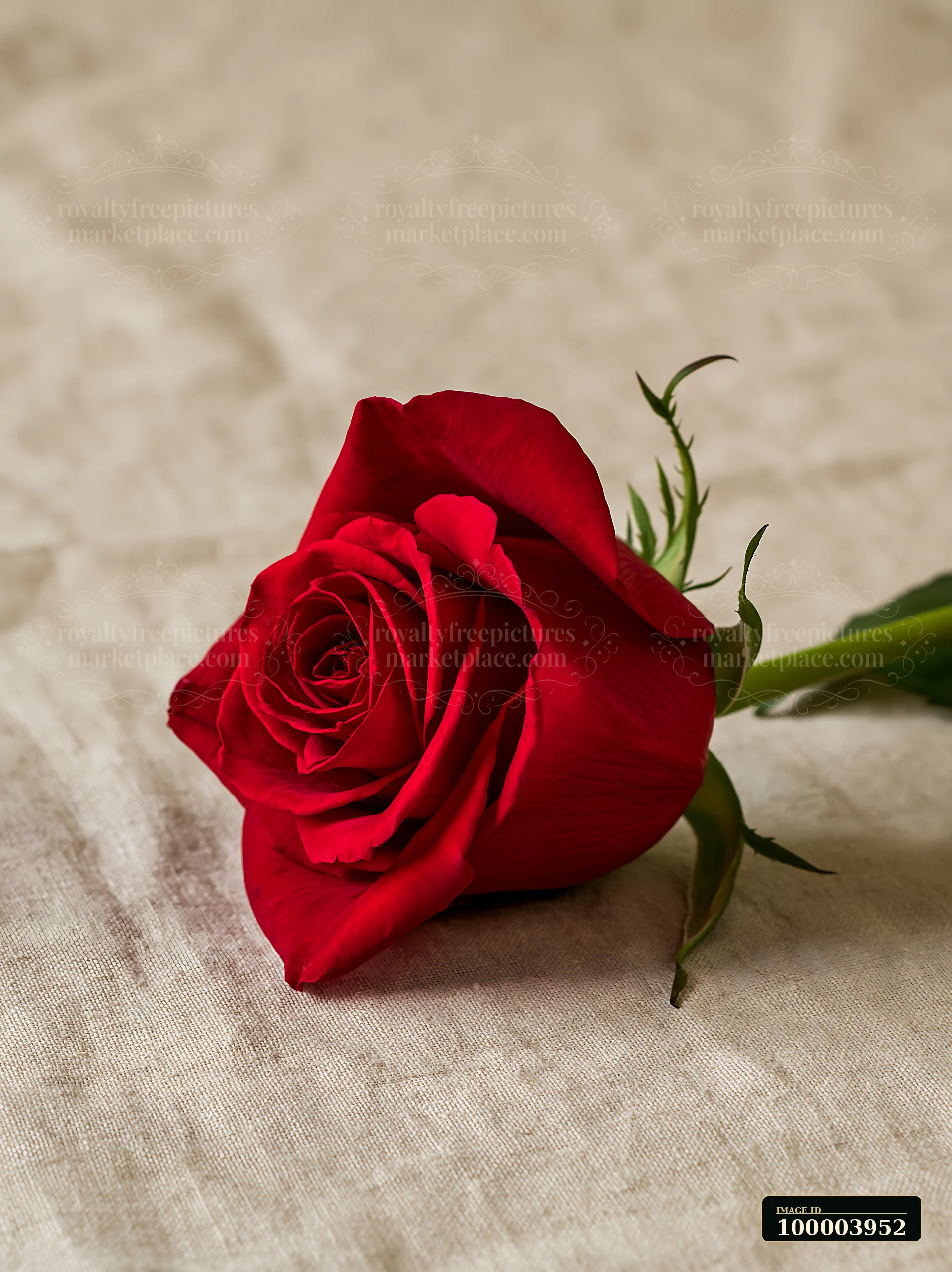 Red rose resting on neutral textured fabric with ample copy space above.