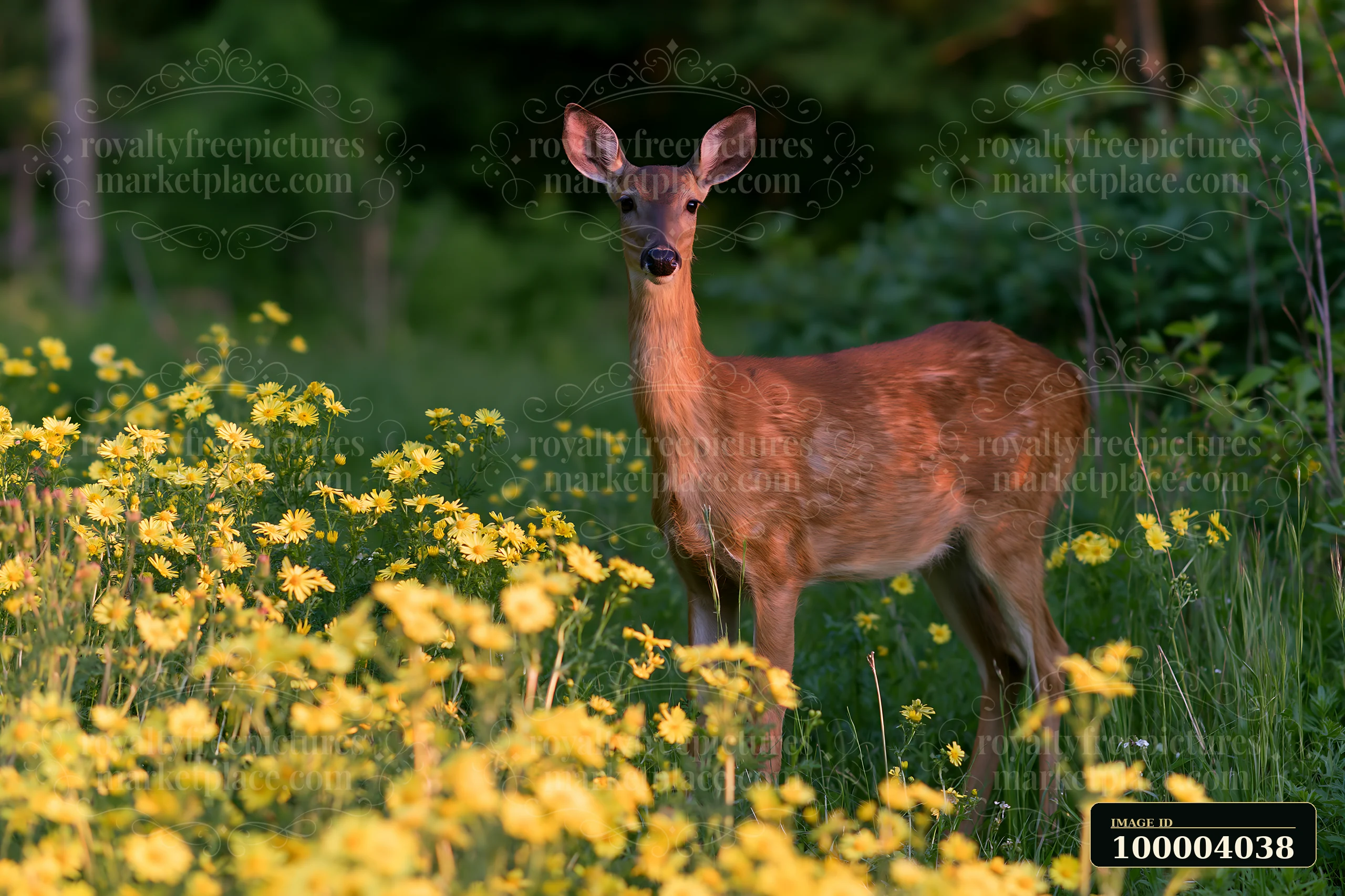 Deer stands among yellow wildflowers at the edge of a sunny meadow beside woodland.
