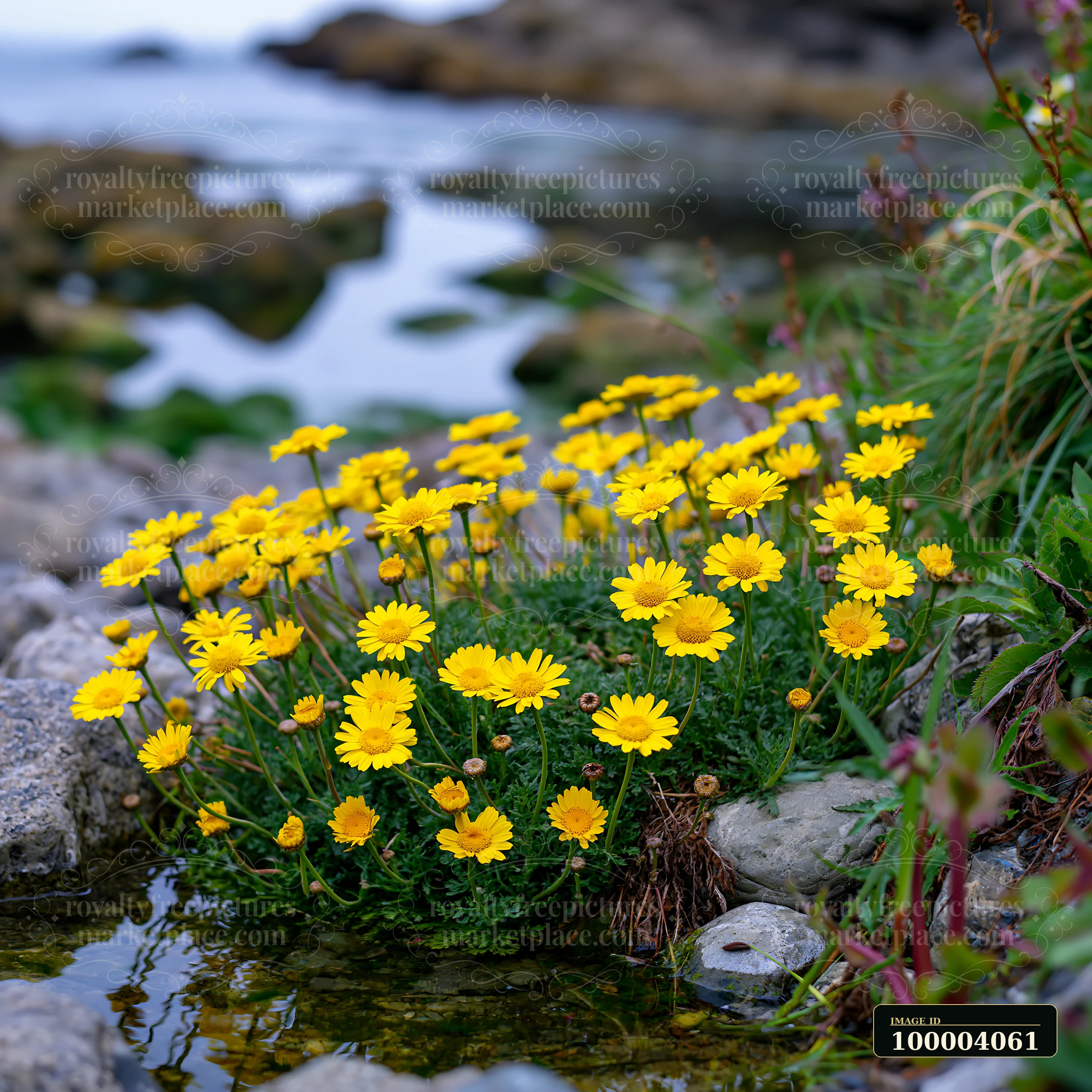 Yellow flowers grow near the water's edge along a rocky shoreline.
