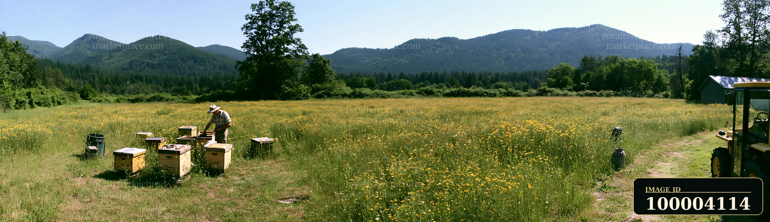 A beekeeper inspects hives in a bright meadow with mountains in the background.