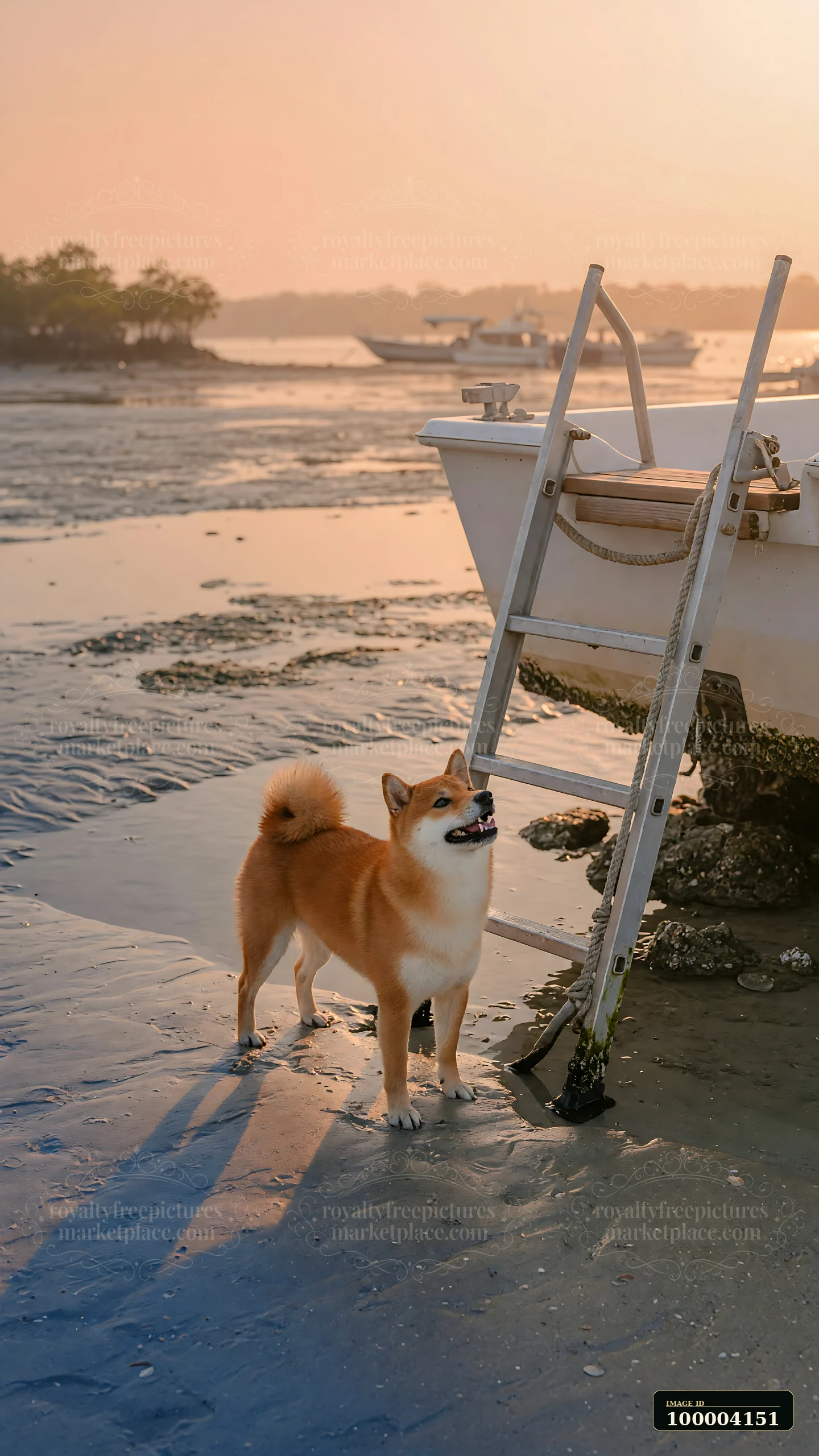 Shiba Inu standing beside a boat ladder on exposed shore beside calm water at sunset.