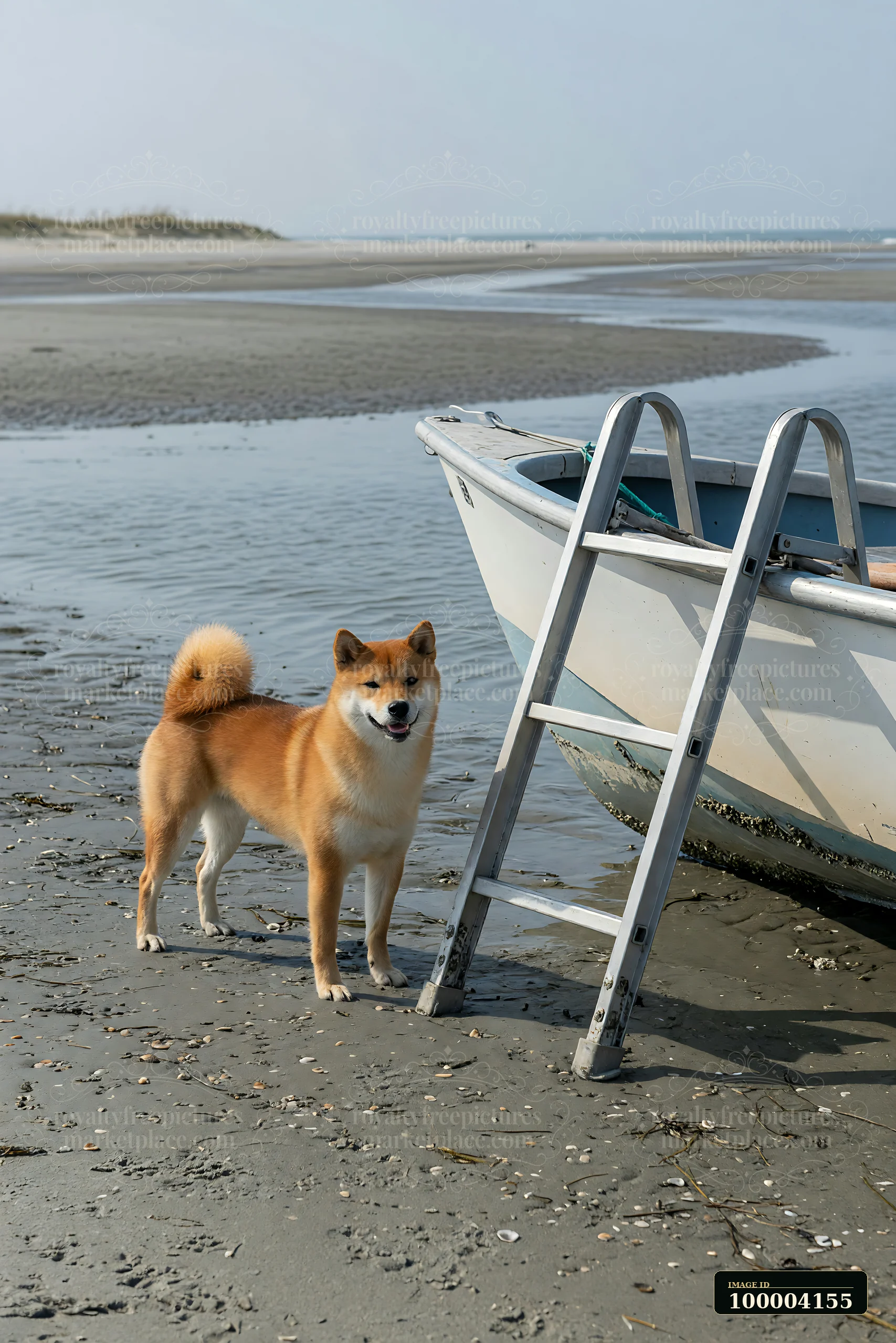 Shiba Inu standing beside a ladder and small boat on a sandy beach at low tide.