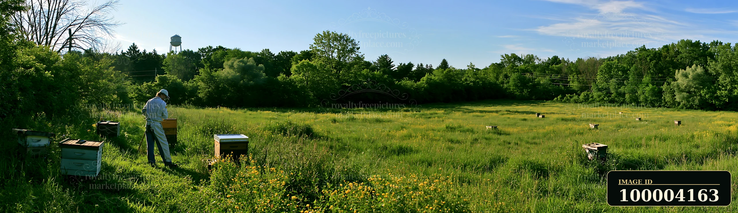 Beekeeper inspects wooden beehives in a sunny meadow bordered by trees.