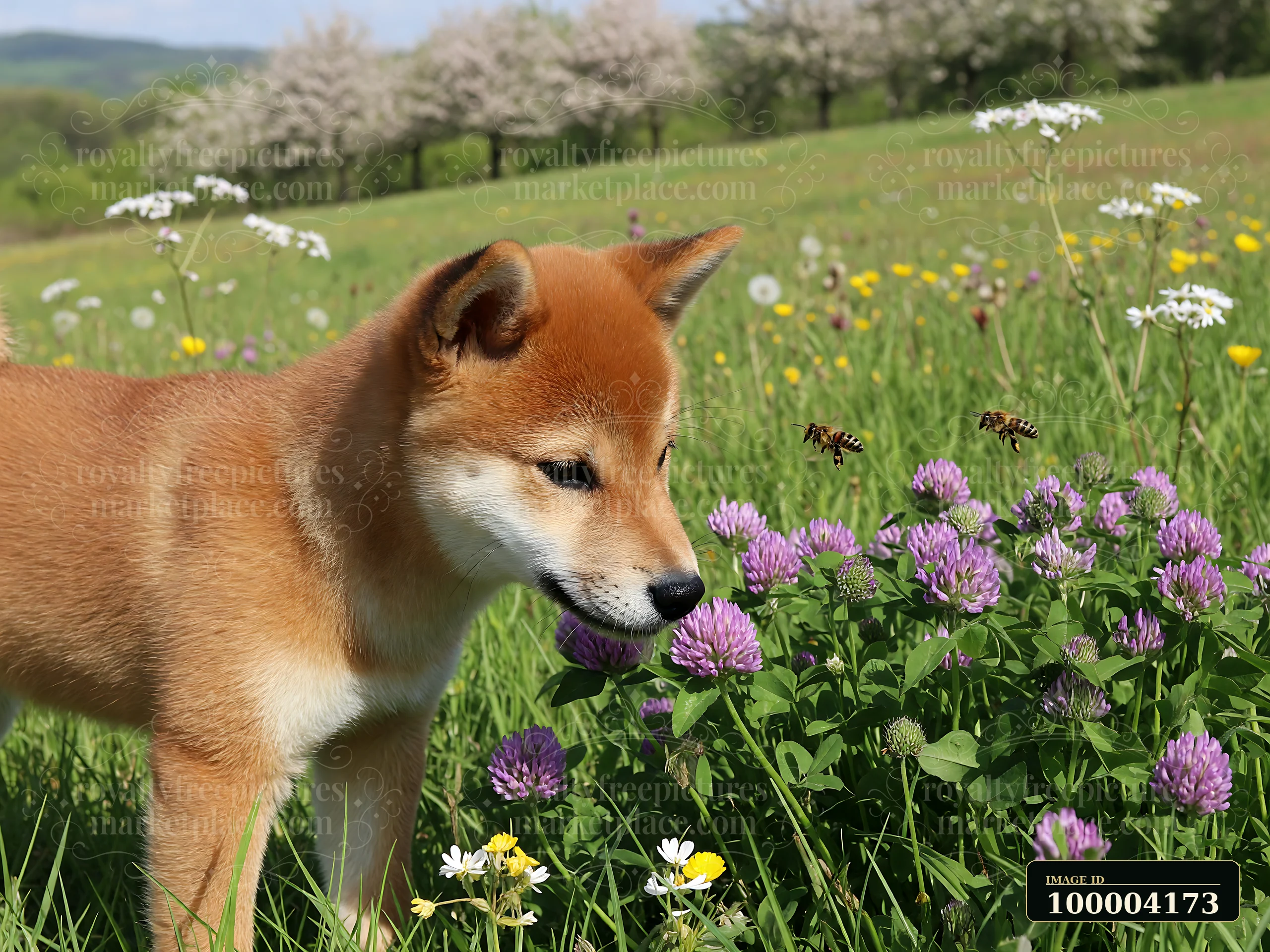 A young shiba inu sniffs colorful flowers in a bright spring meadow with green grass.