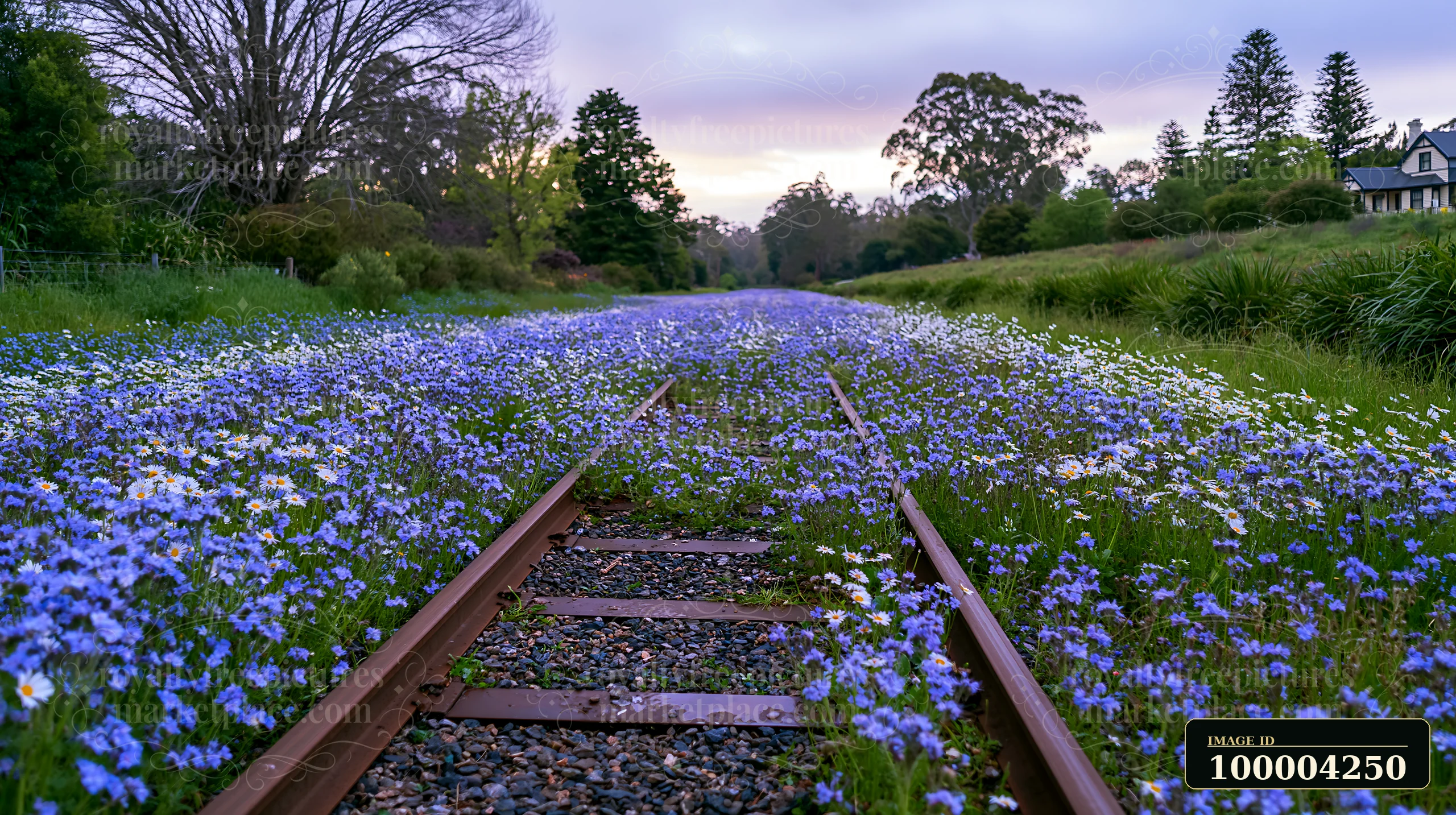 A wildflower field grows alongside a rural railway line surrounded by trees and houses.