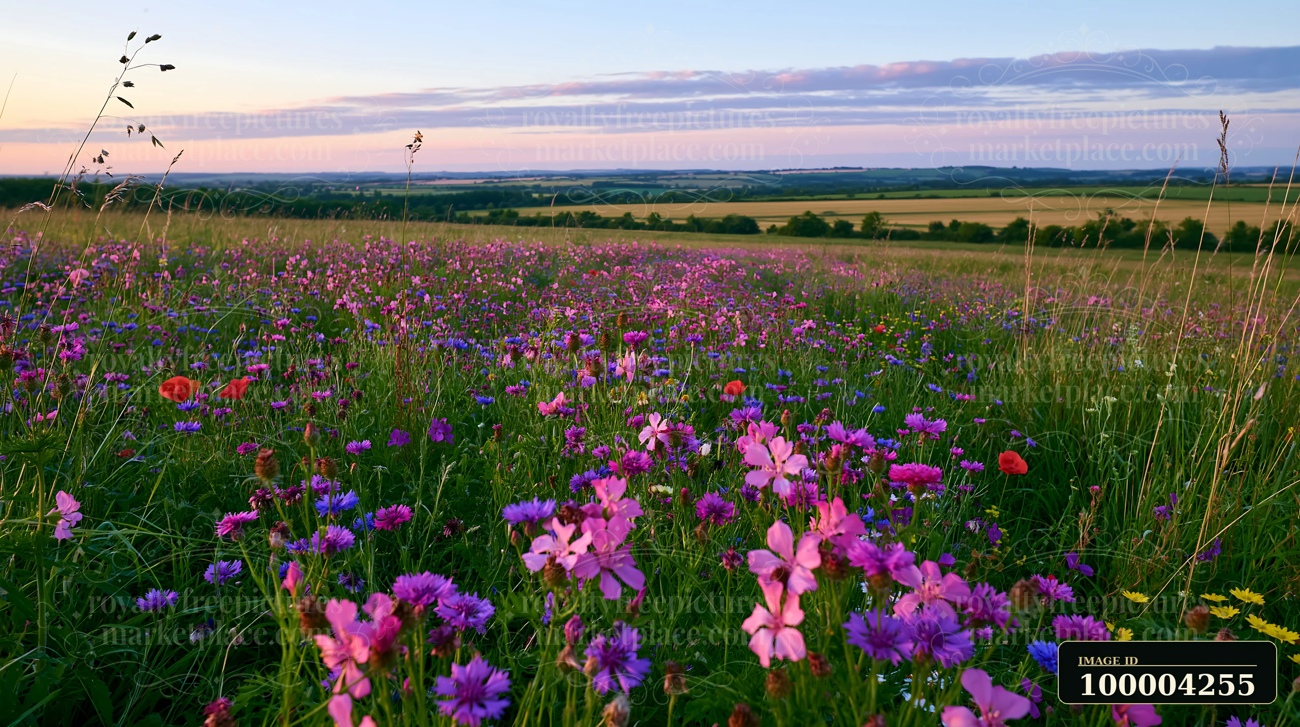 Colorful wildflowers fill a meadow with rural farmland and a clear horizon beneath a pastel sunset sky.