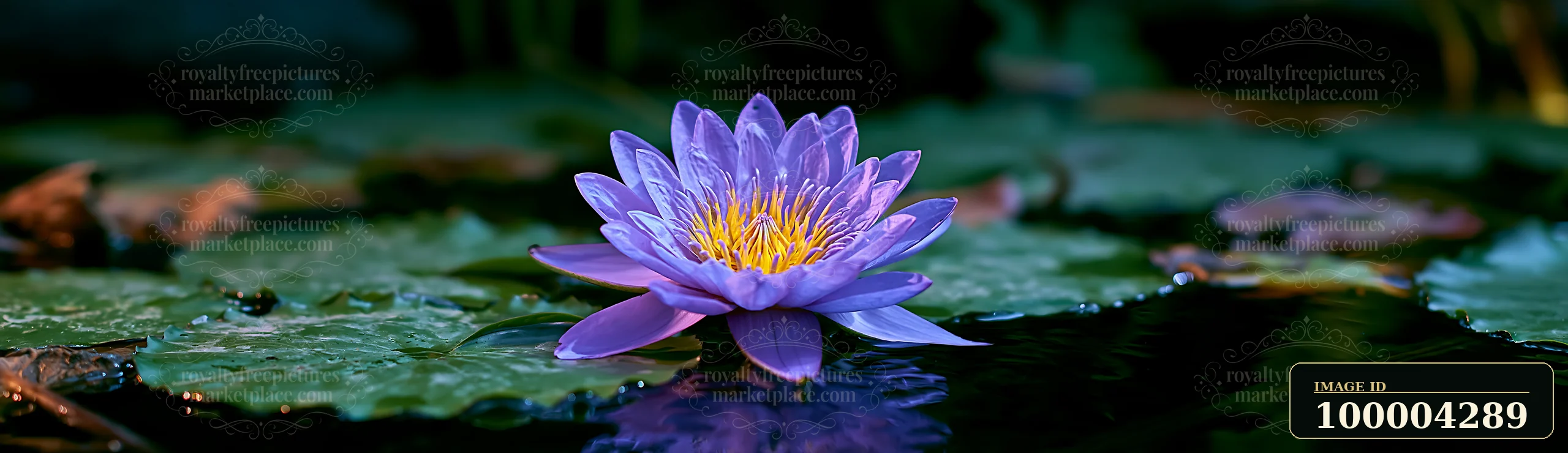 A purple flower floats on still water, surrounded by green lily pads.