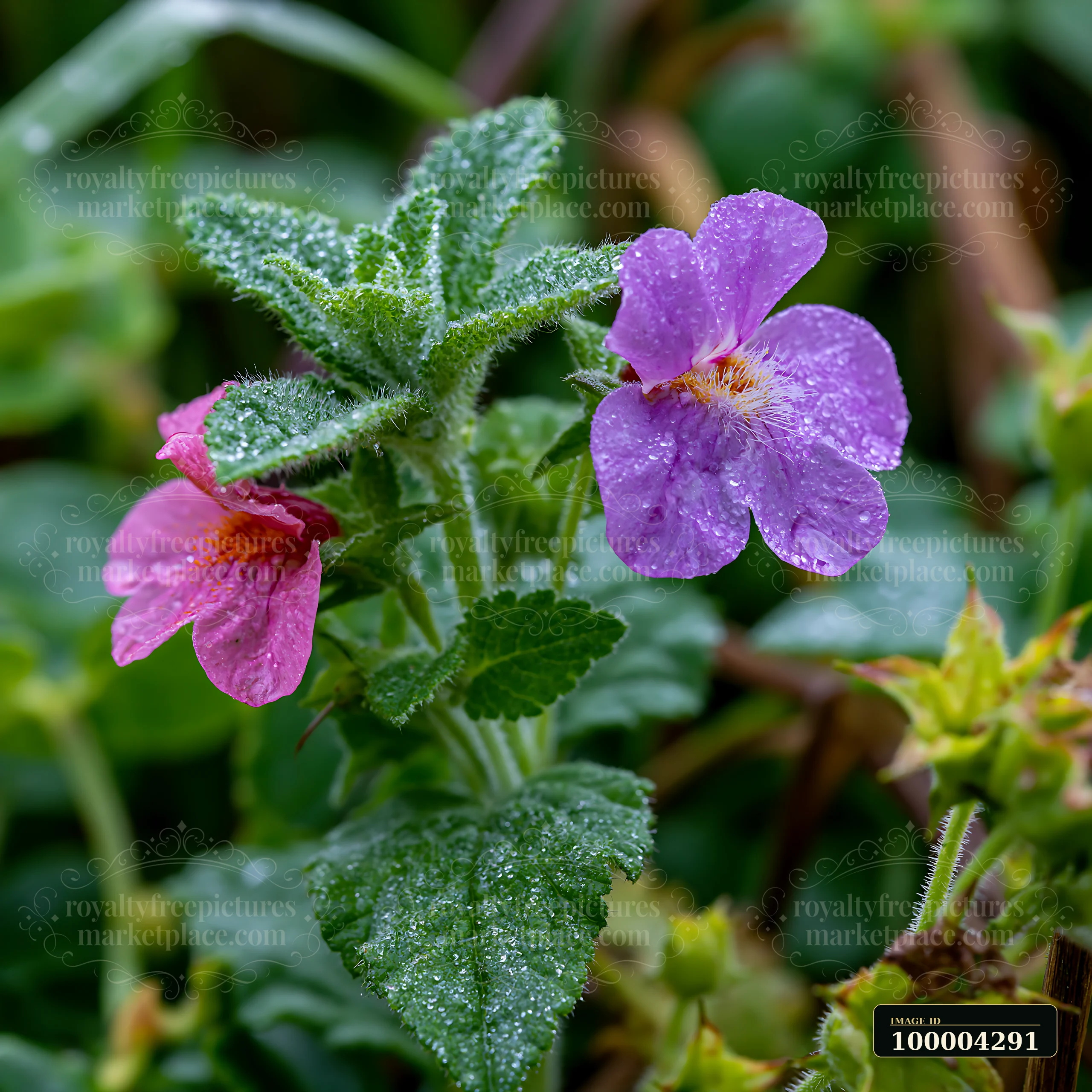 Dew-covered flowers in pink and purple bloom near beach dunes, surrounded by green foliage.