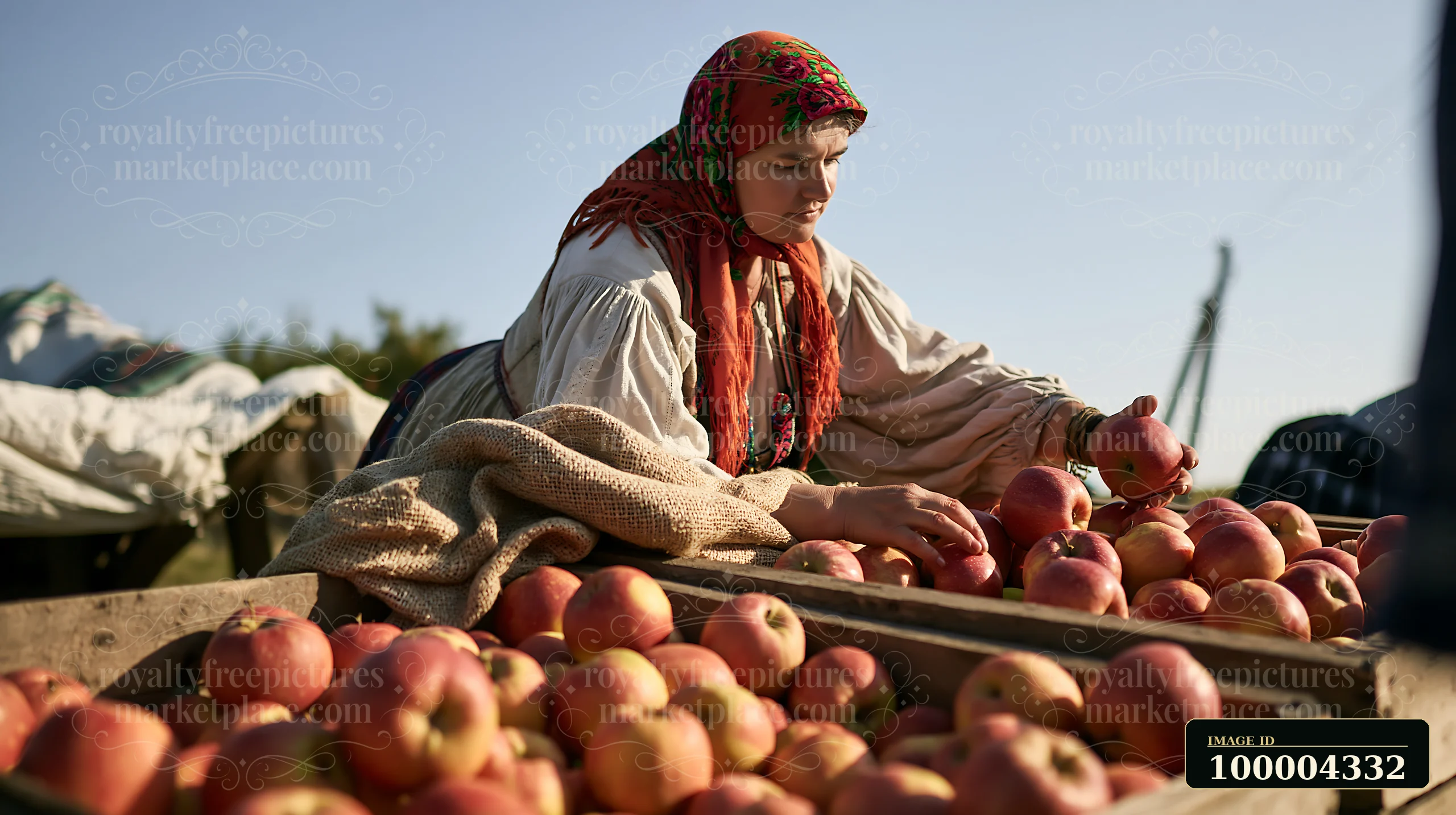 Woman in traditional dress arranges red apples in wooden crates outdoors under warm sunlight.