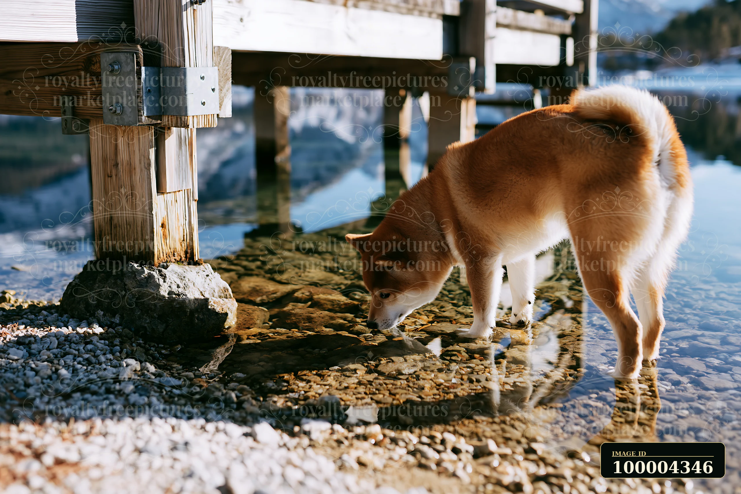 A shiba inu leans down to observe its reflection in the water beneath a wooden dock.