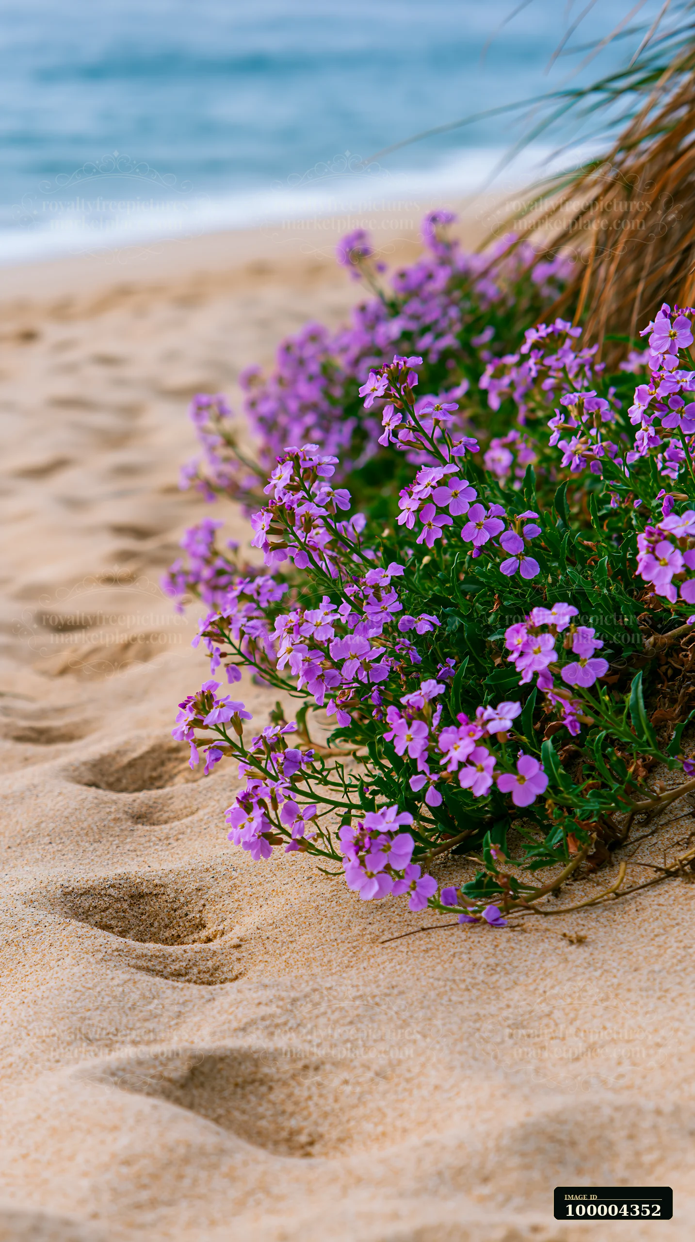 Purple wildflowers and coastal grass grow beside a sandy beach with softly blurred blue water.