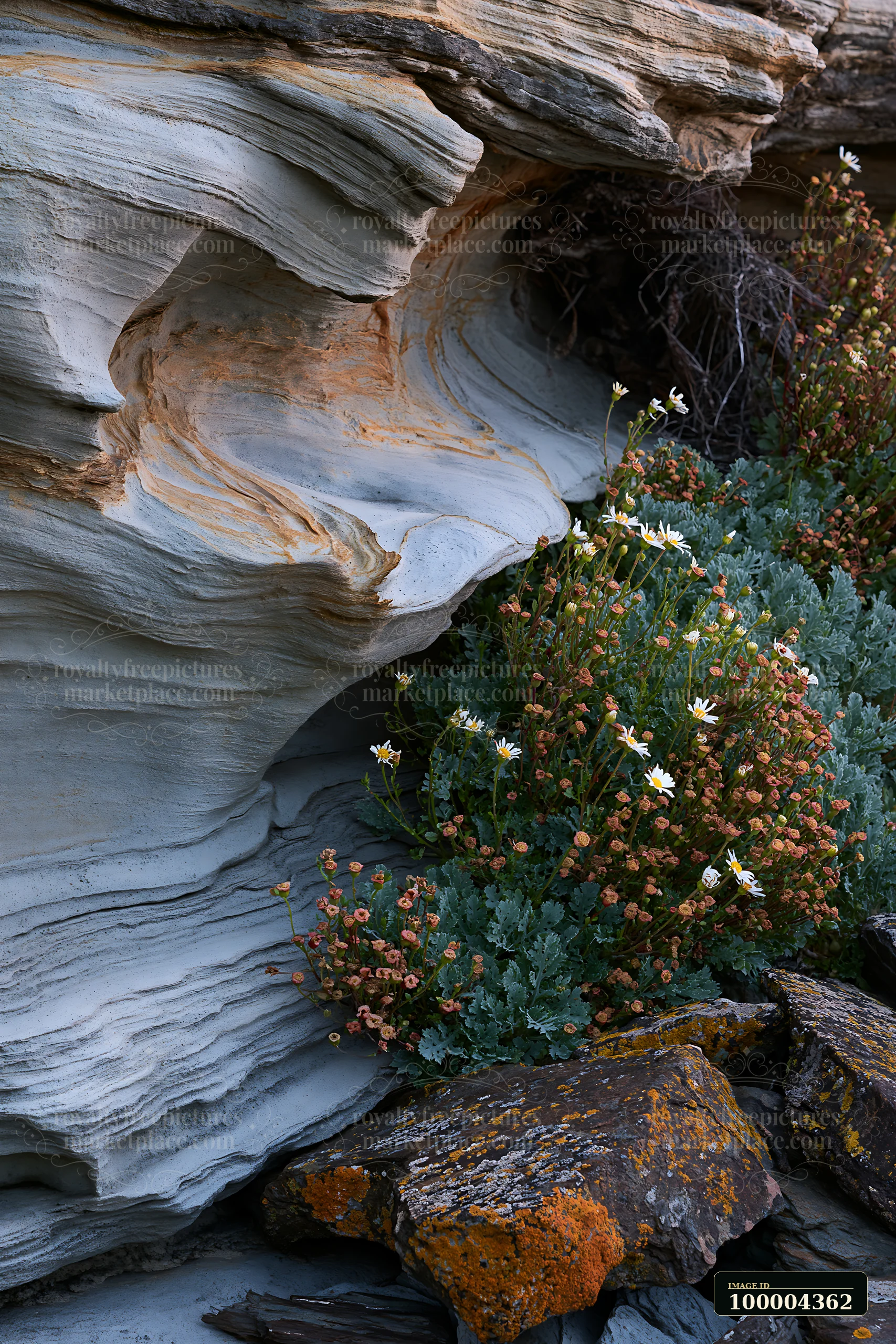 Coastal flowers thrive near tidal pools and weathered rock formations.
