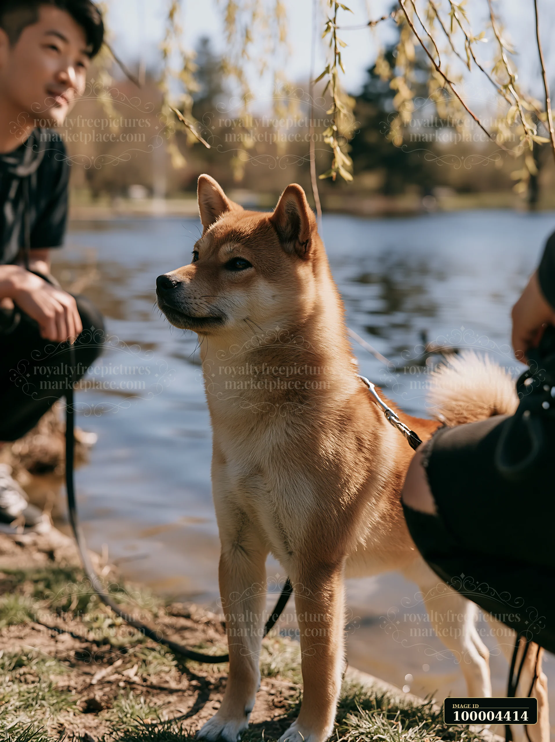 A Shiba Inu stands alert beside a pond in a public park, while two people interact nearby.