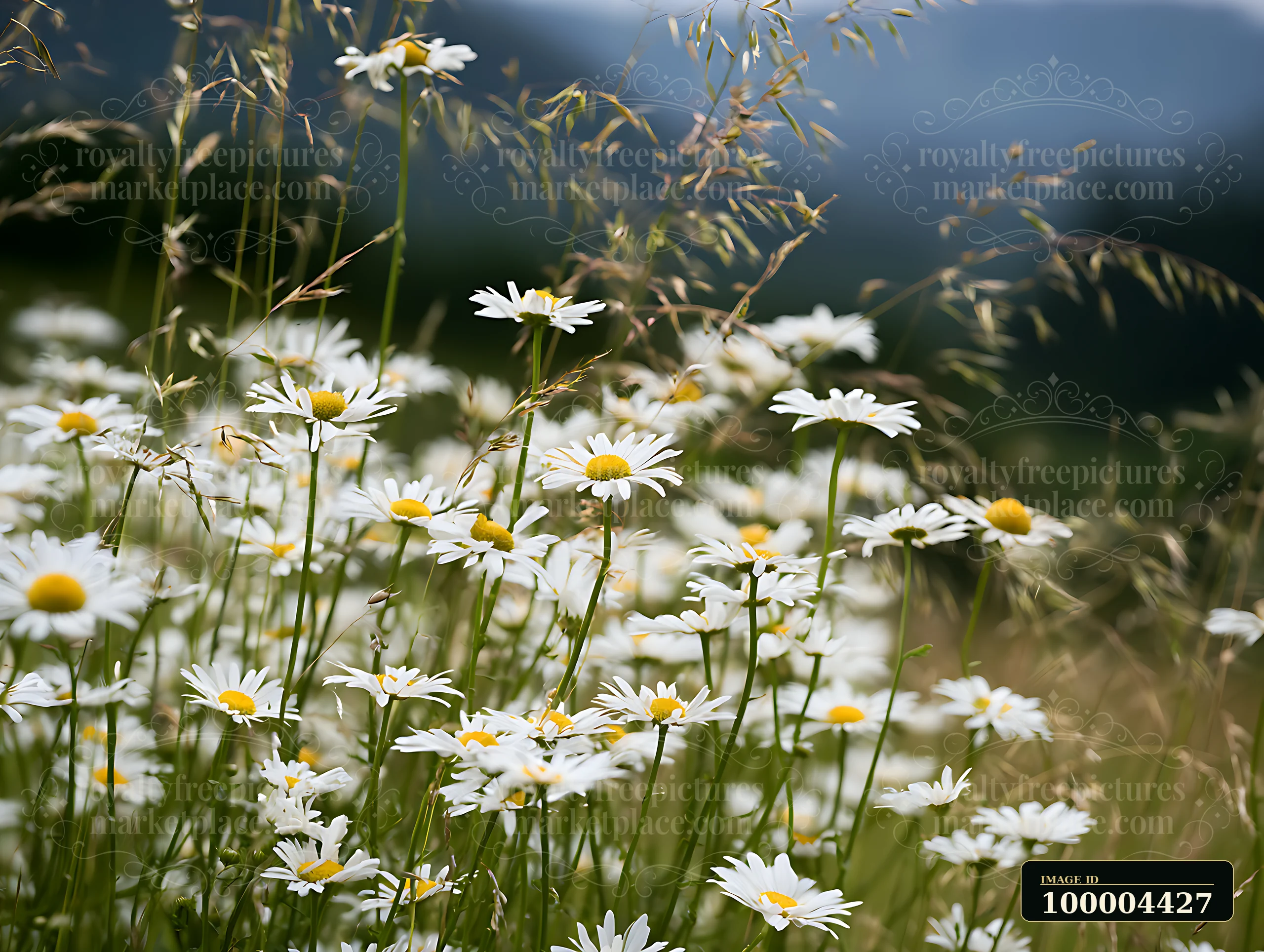 White daisies bloom among tall meadow grasses with a softly blurred dark landscape behind them.