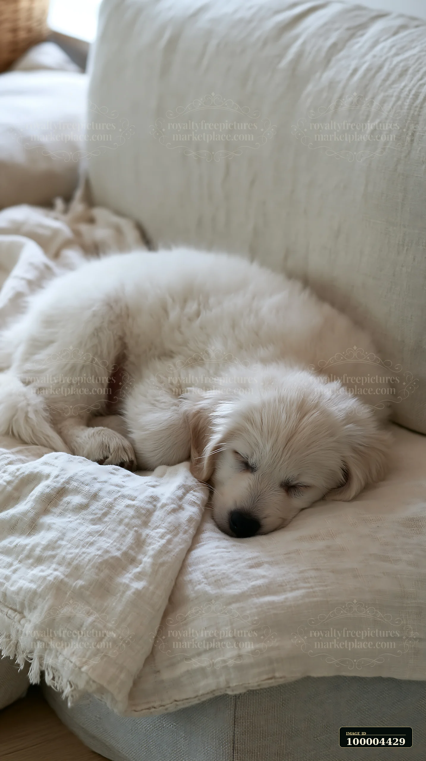 Two fluffy puppies sleep on a textured linen blanket on a softly lit couch.