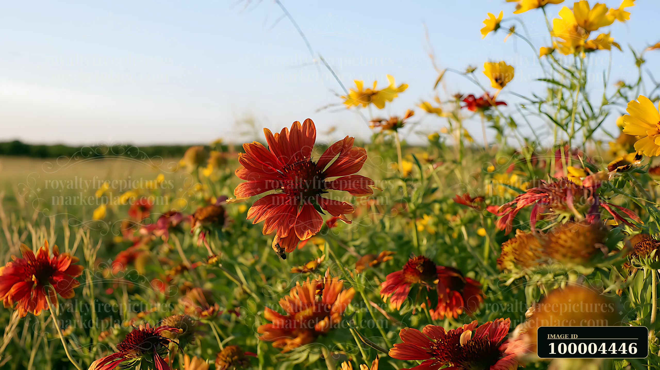 Red and yellow blossoms fill the foreground of a sunlit meadow with a softly blurred background.