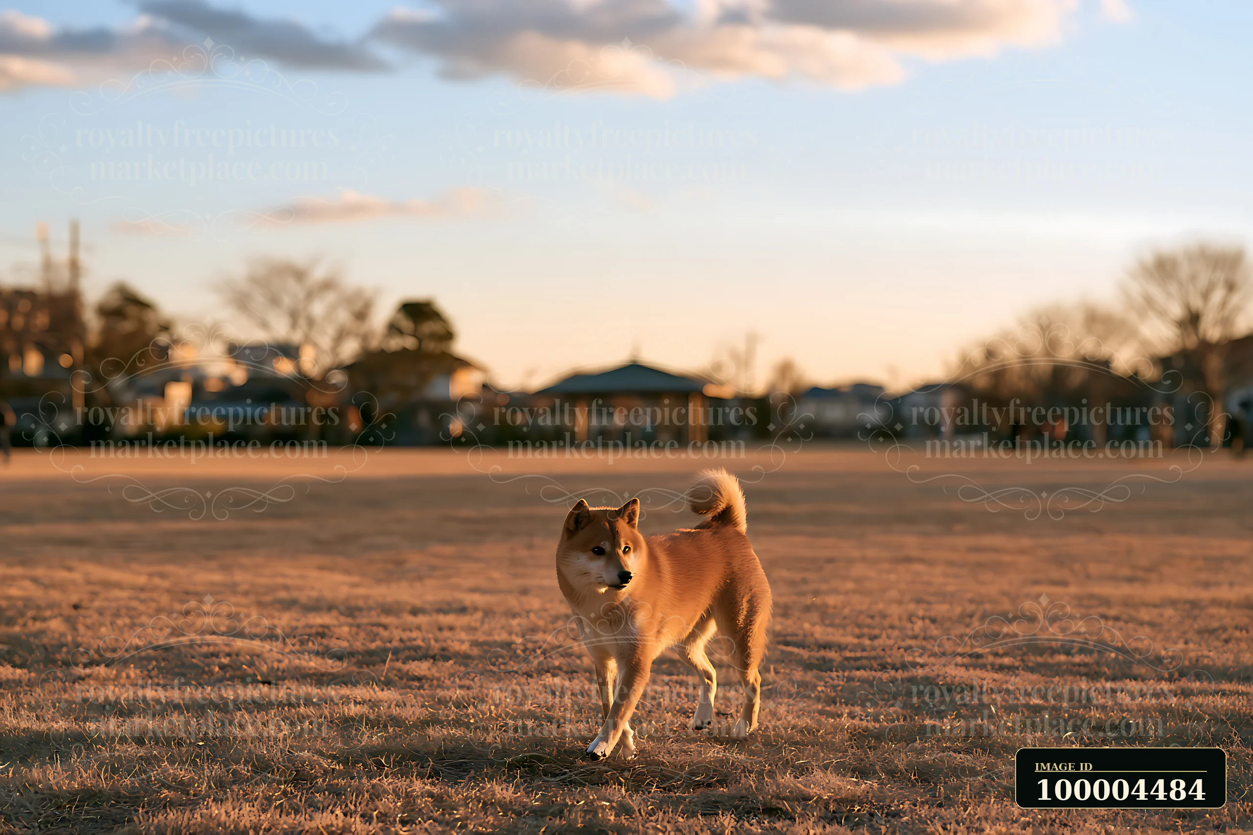 Shiba Inu walks across a sunlit grassy park toward a distant pavilion.