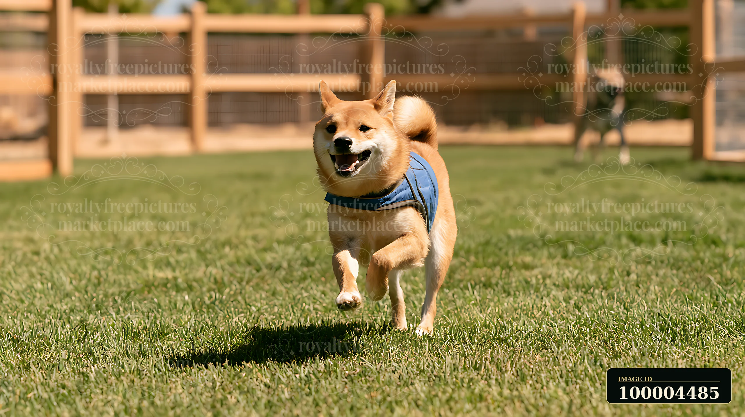 A Shiba Inu runs energetically in a fenced yard wearing a cooling vest.