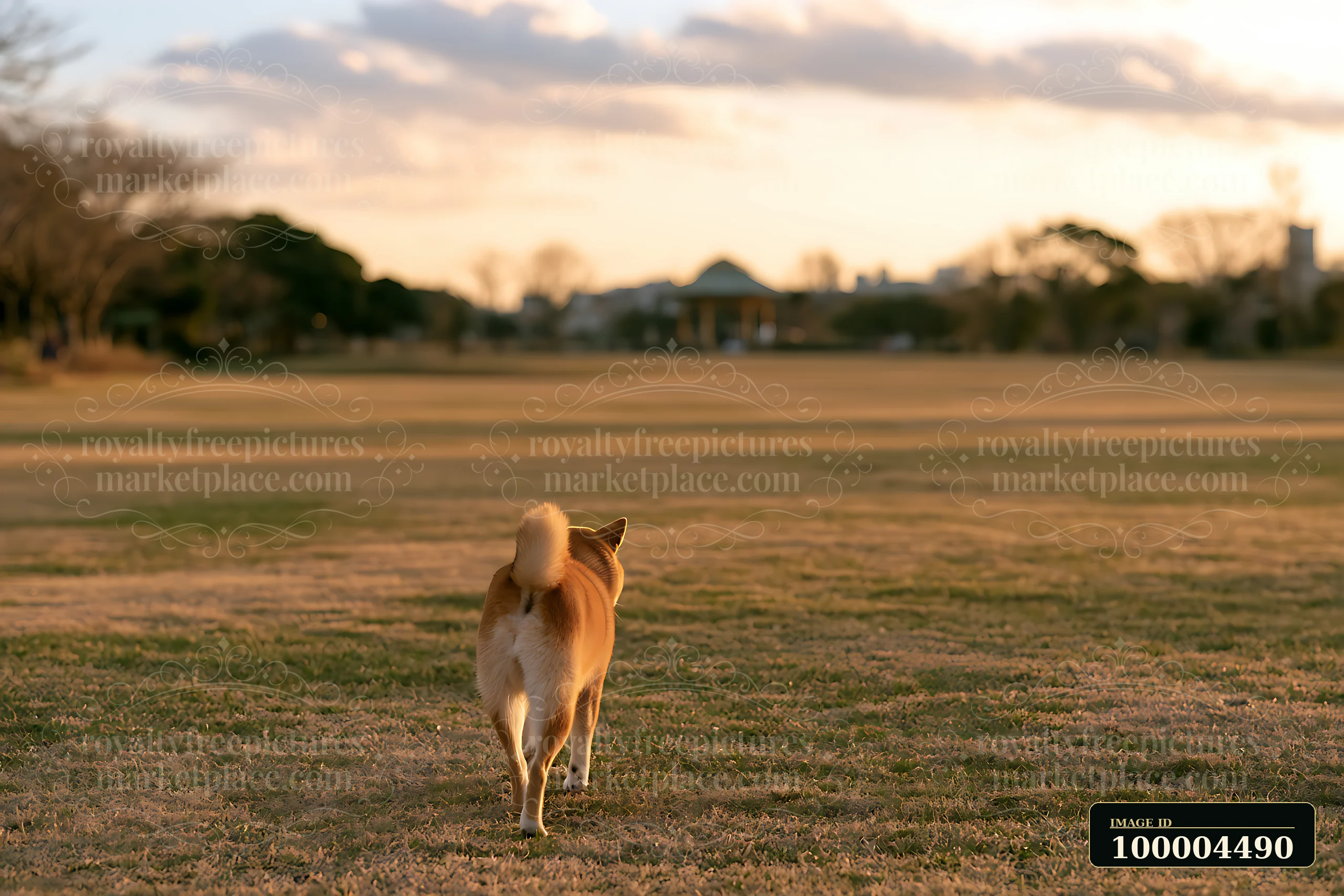 Shiba Inu walking across a grassy park toward a distant pavilion in warm sunset light.