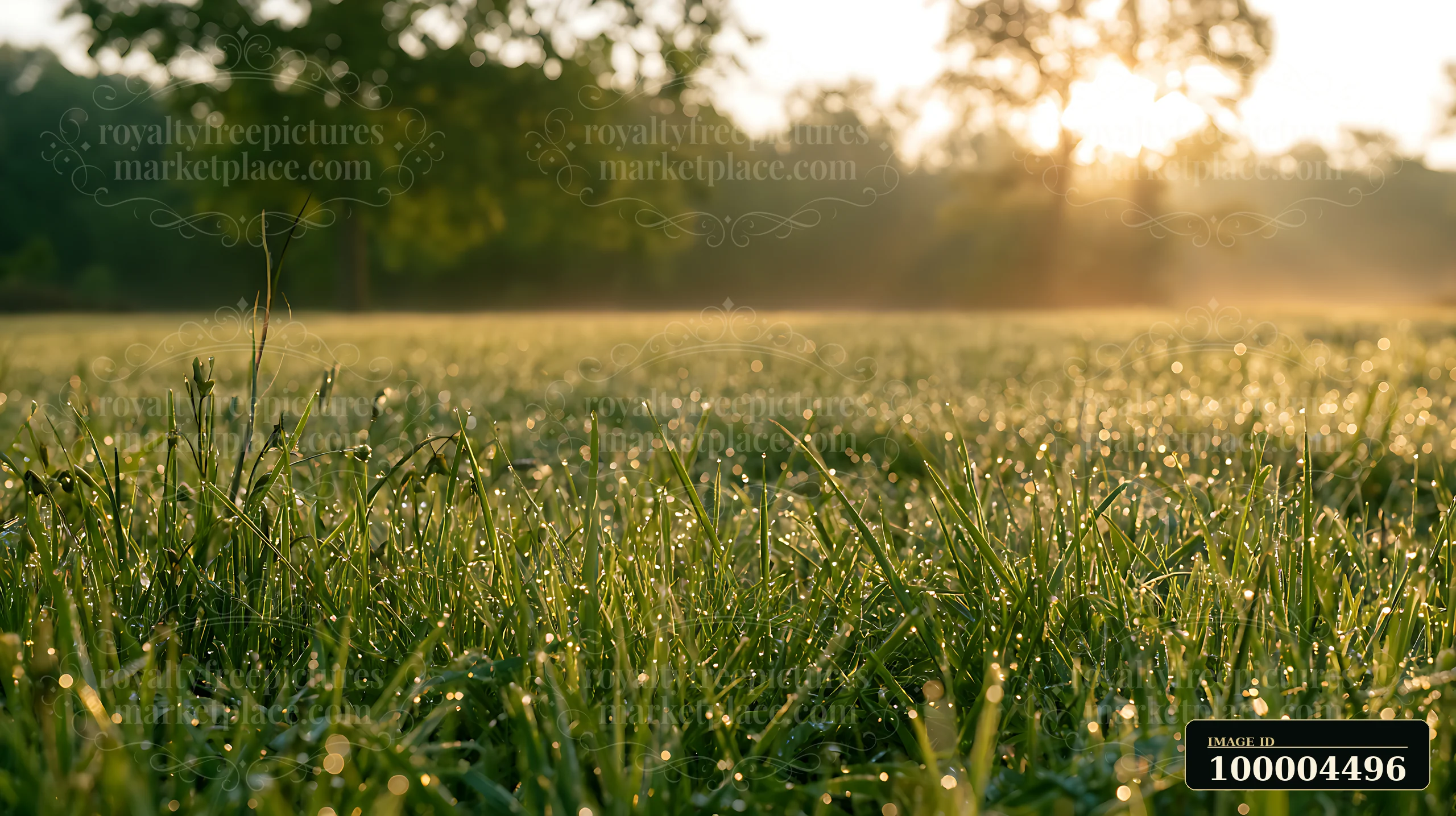 Dew-covered meadow grass sparkles in warm morning sunlight with blurred trees in the background.