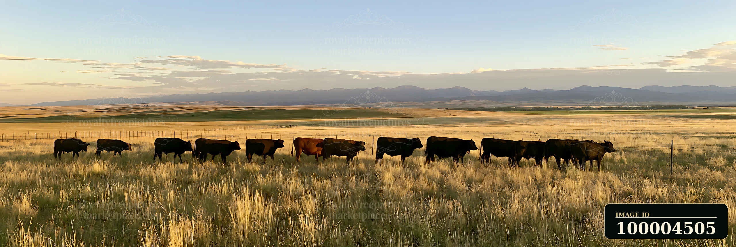 Cows grazing in a sunlit pasture near mountains, with a soft light casting long shadows across the grass, as dusk settles over the landscape creating a warm atm