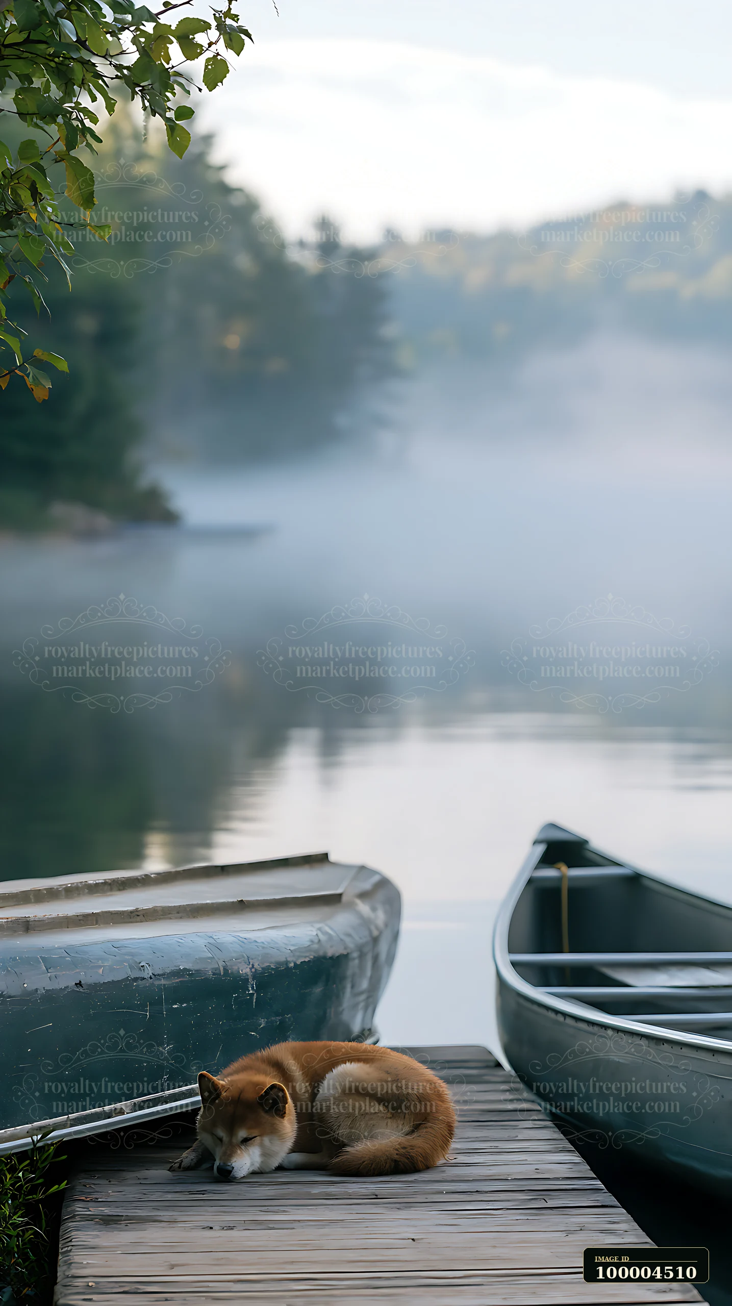 Shiba Inu resting on a wooden dock beside paddle boats on a calm lake with blurred trees.