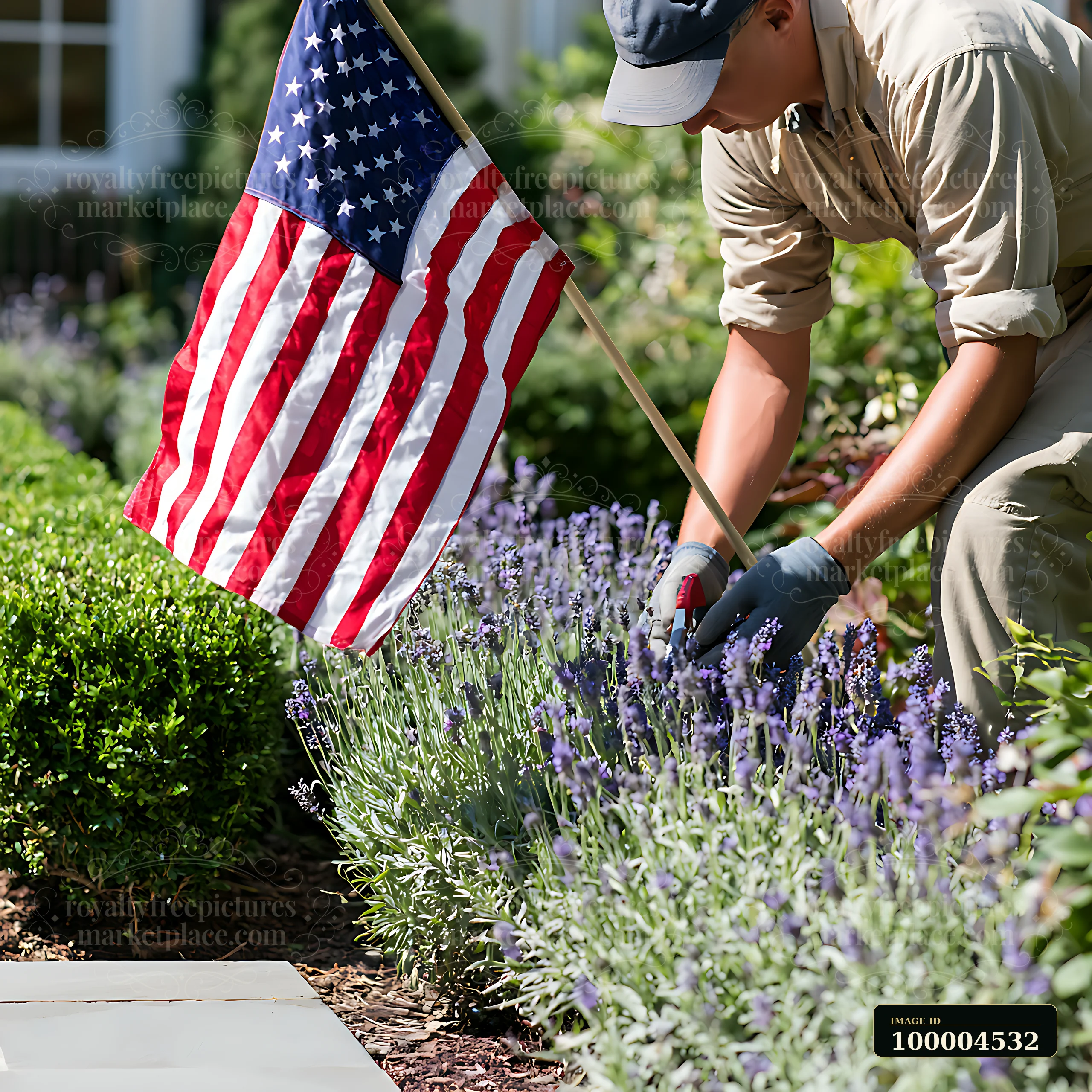 A gardener is trimming lavender plants while holding an American flag in a well-kept garden.
