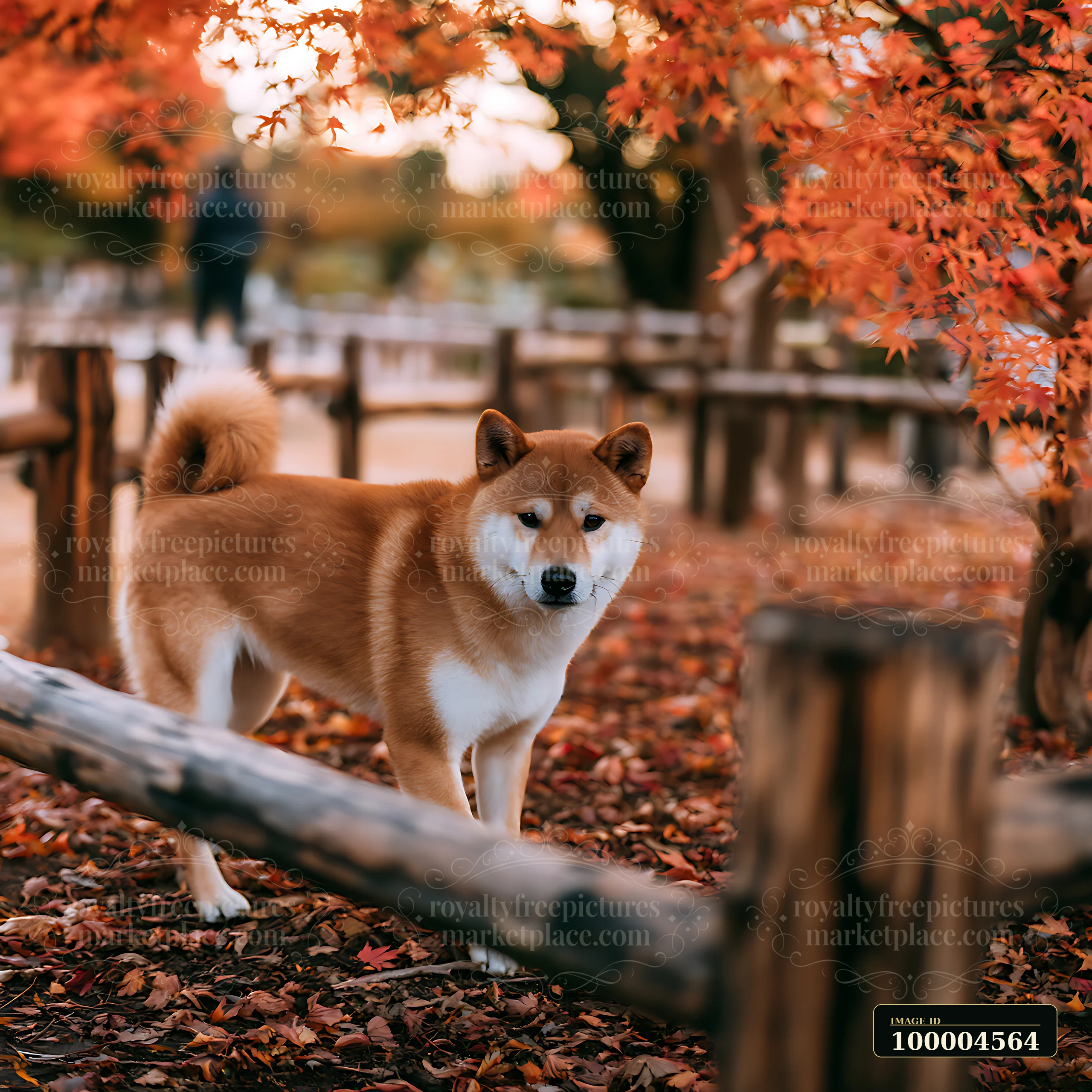 Shiba Inu walks through a leaf-covered park beneath orange autumn trees and beside rustic wooden fencing.