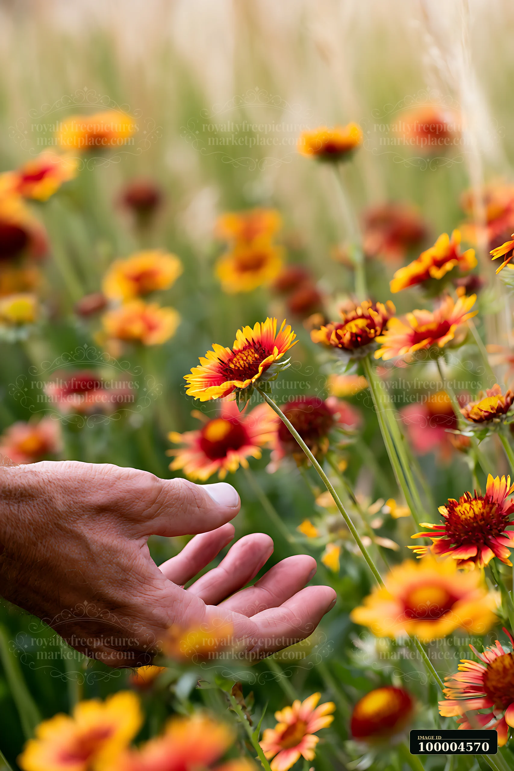 A hand reaches toward close-up red and yellow blossoms with soft meadow background for cheerful backdrop, surrounded by green grass and sunlight.