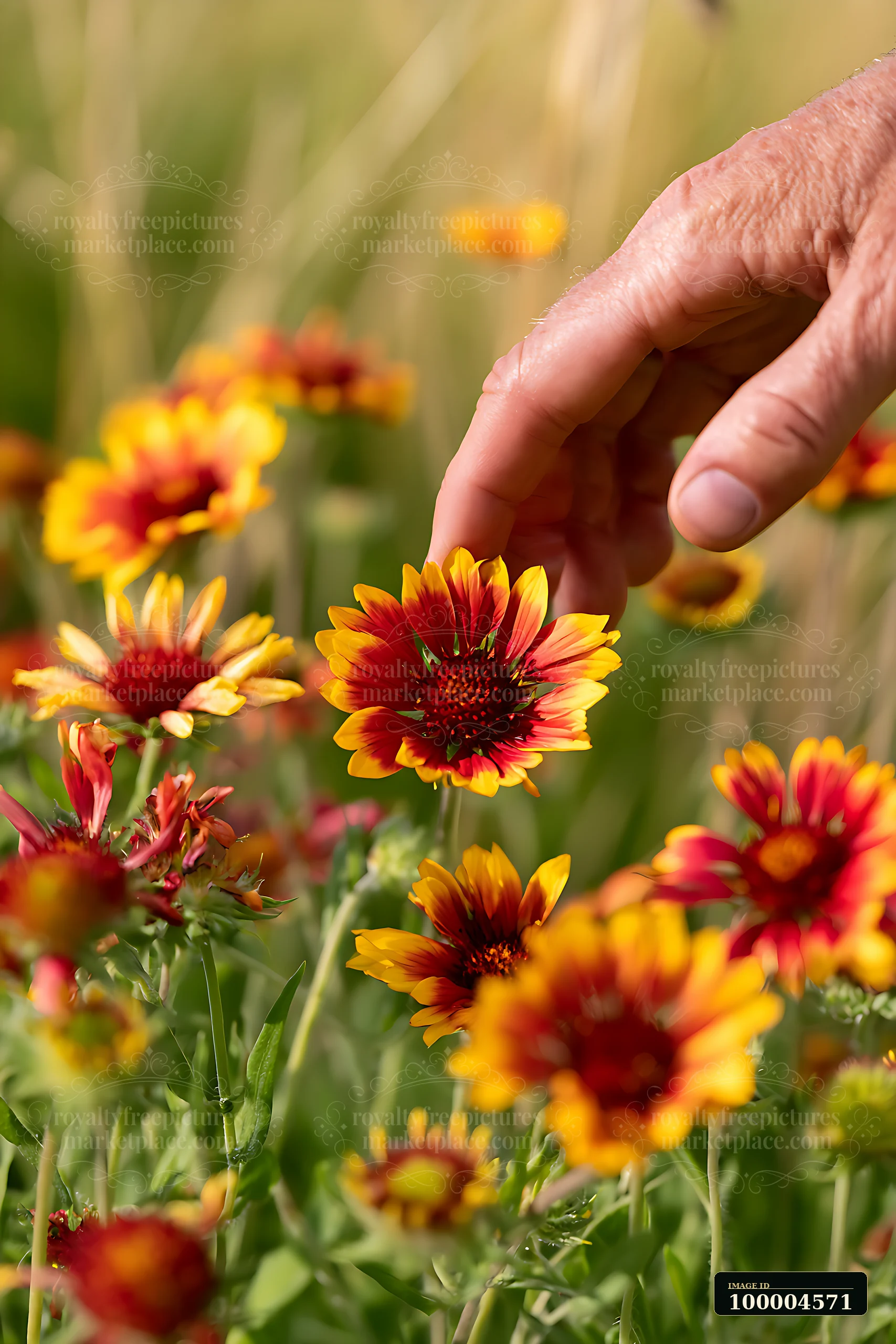 Hand extends toward vibrant red and yellow blossoms in a soft meadow.