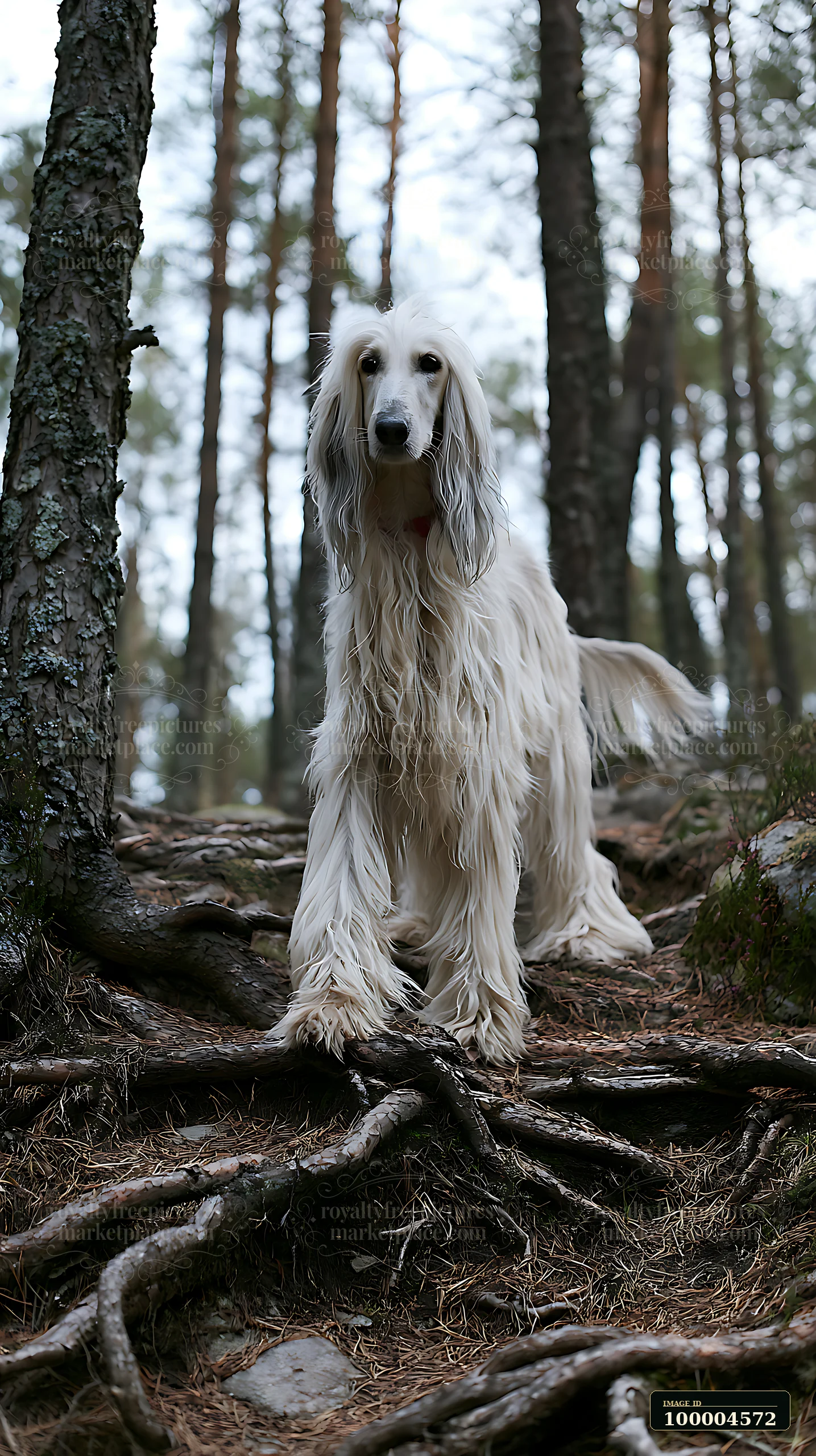 A distinctive dog breed walks along a forest trail with pine trees around.